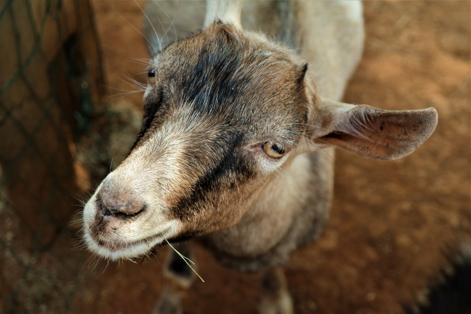 NX 18-55mm F3.5-5.6 sample photo. Goat, portrait, livestock photography