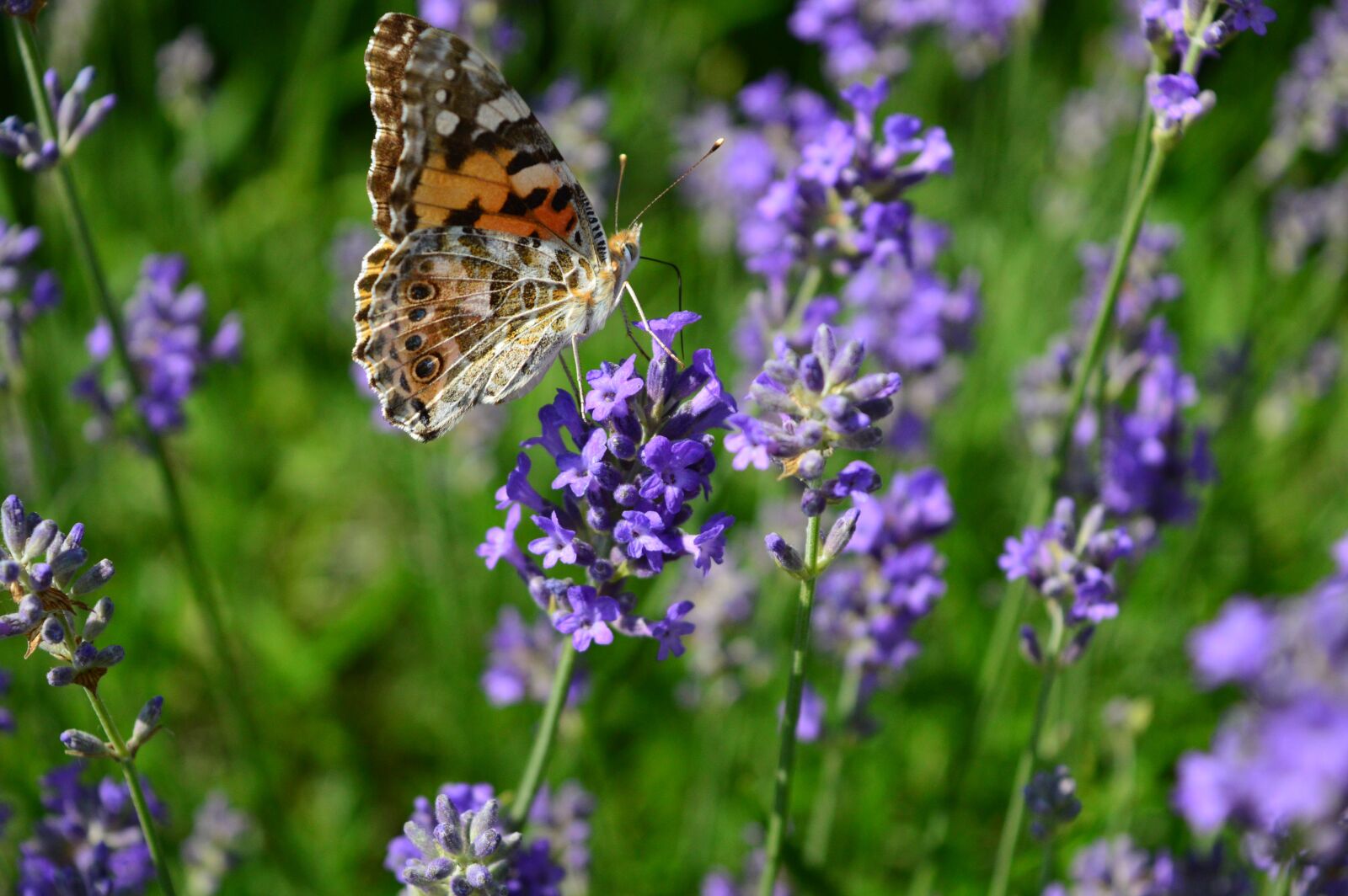 Nikon D3200 sample photo. Summer, butterfly, nature photography