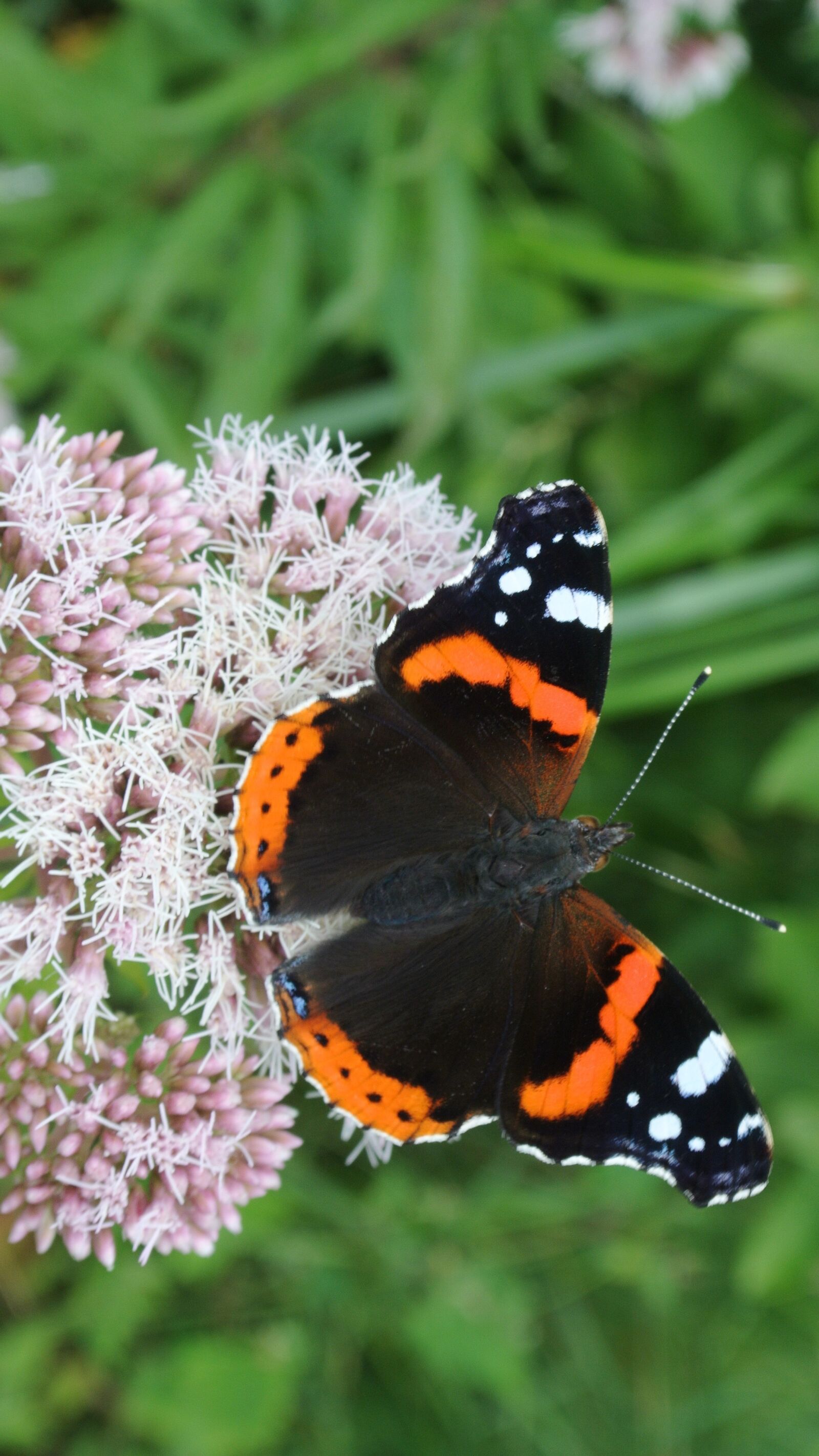 Nikon 1 Nikkor VR 10-30mm F3.5-5.6 sample photo. Butterfly, nature, animal photography