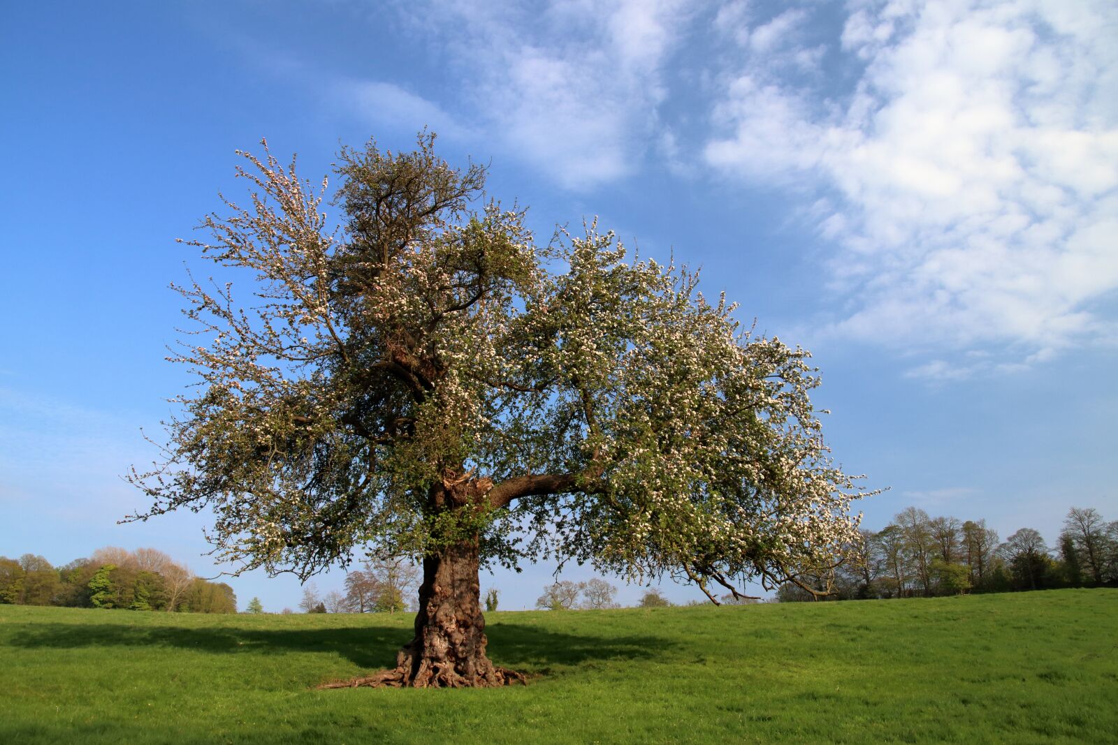 Canon EOS 80D sample photo. Hawthorn, tree, spring photography