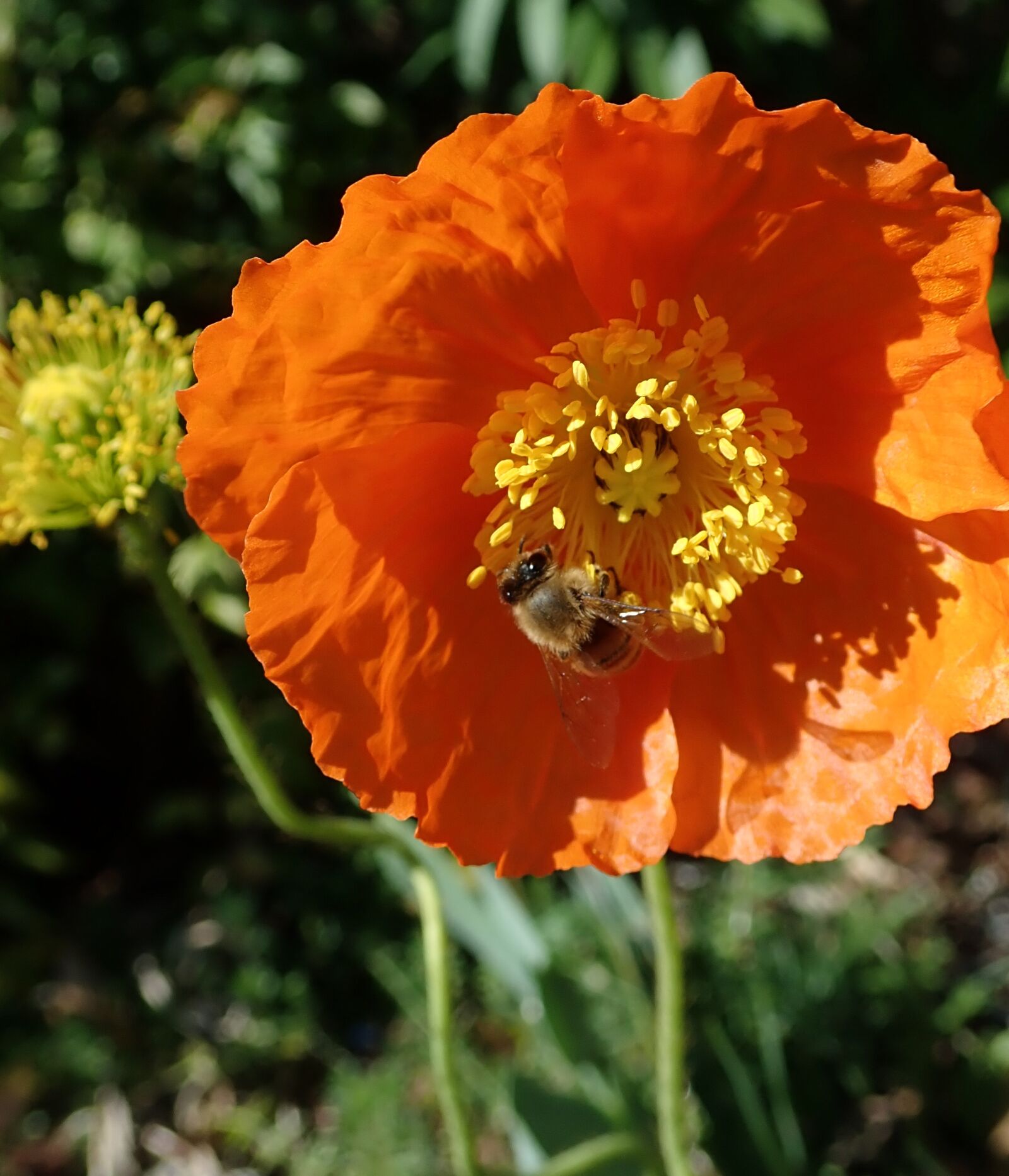 Olympus TG-5 sample photo. Flower, poppy, bee photography