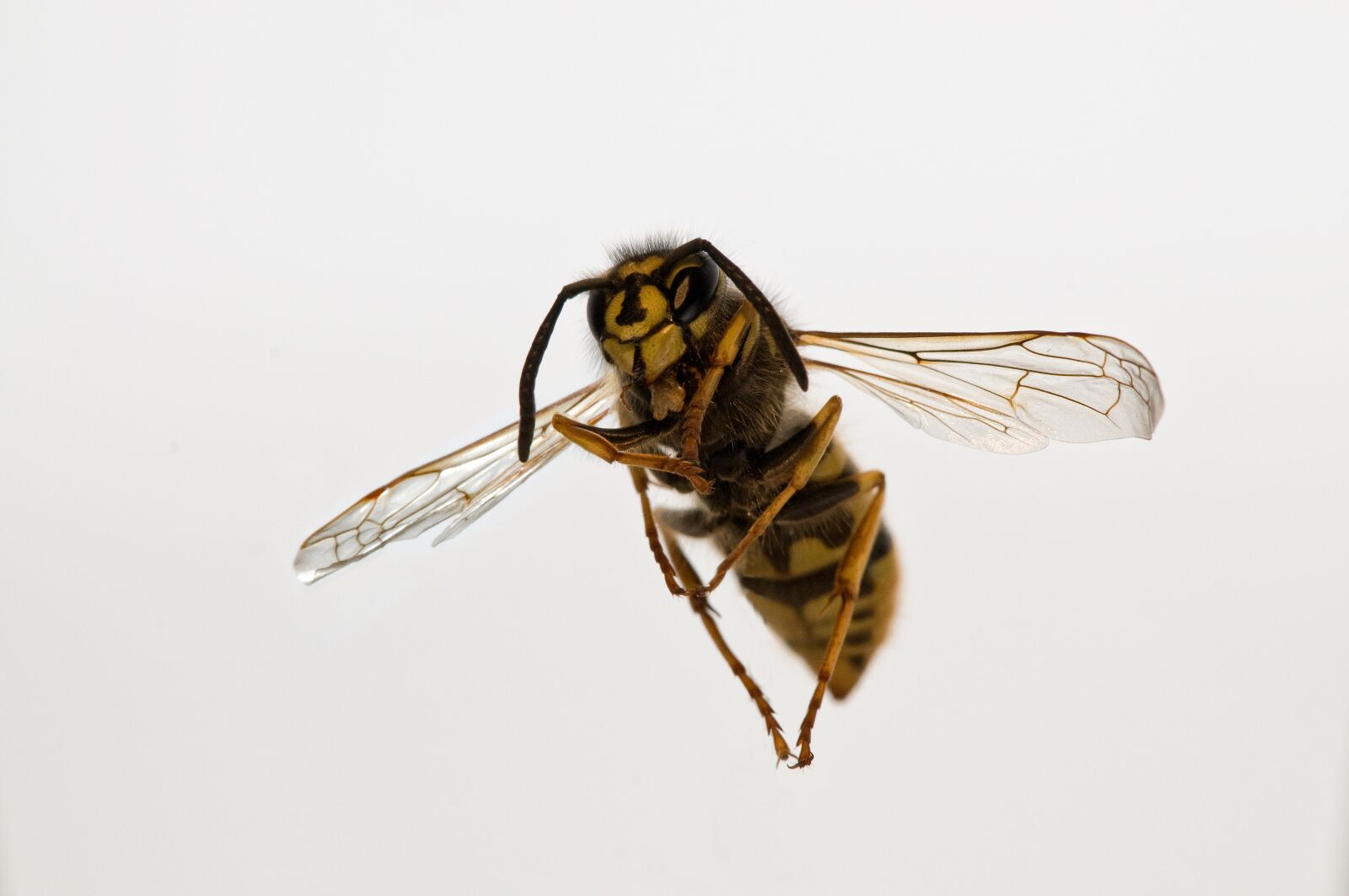 Nikon D300 sample photo. Insect, fly, wing photography