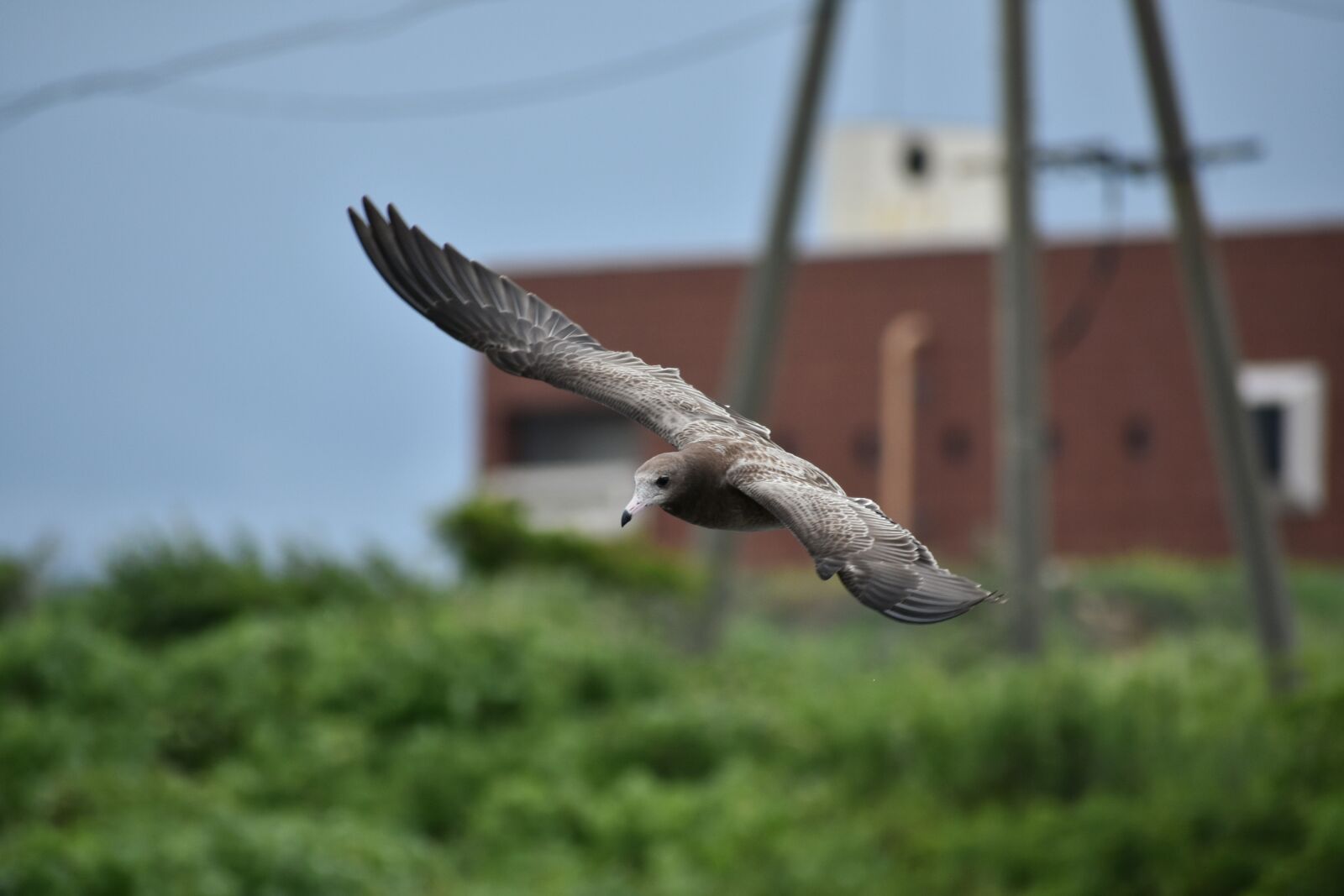 Nikon D7200 sample photo. Animal, sea, beach photography