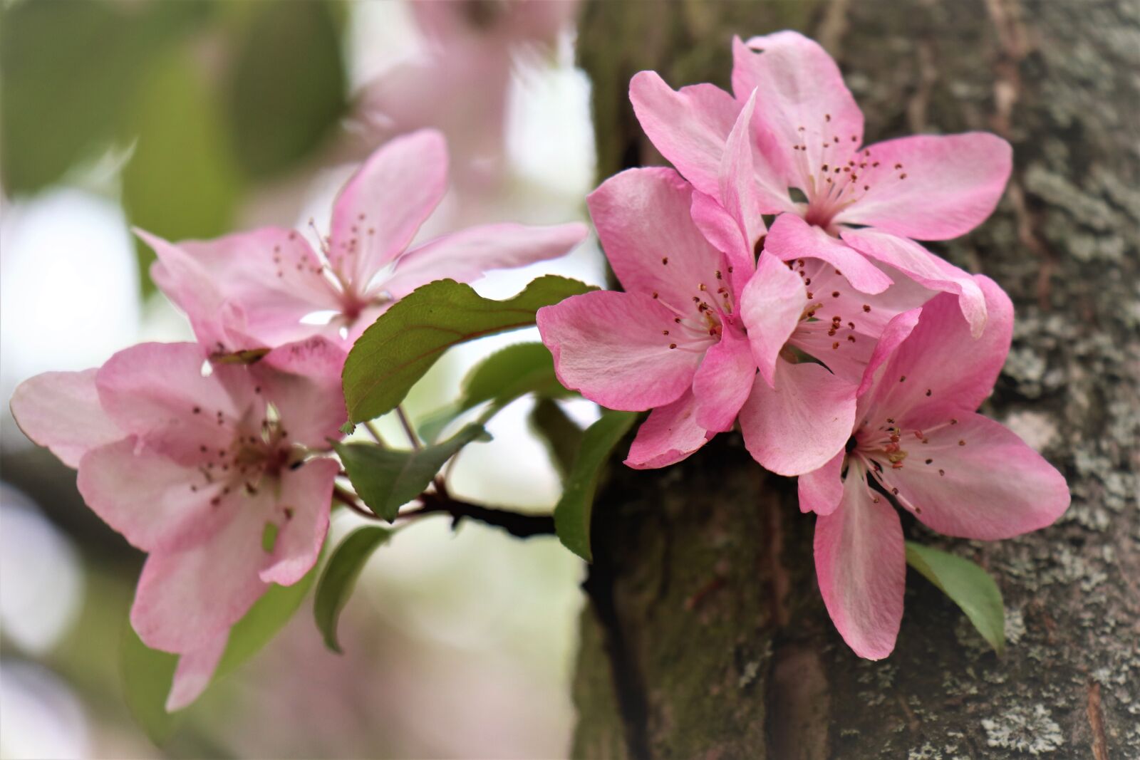 Canon EOS M6 sample photo. Apple, tree, flowering photography
