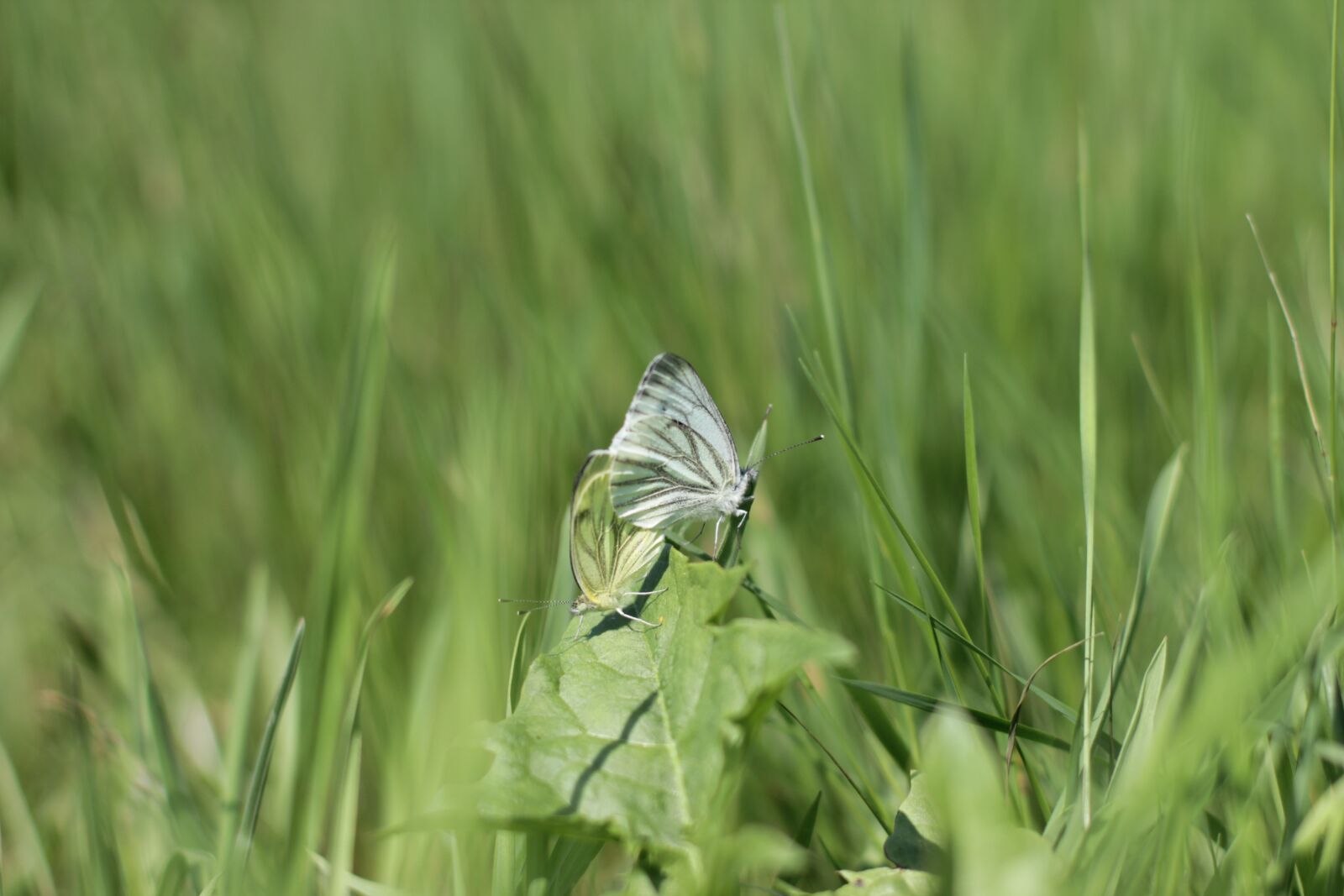 Canon EOS 60D + Canon EF 50mm F1.4 USM sample photo. Butterfly, pairing, nature photography