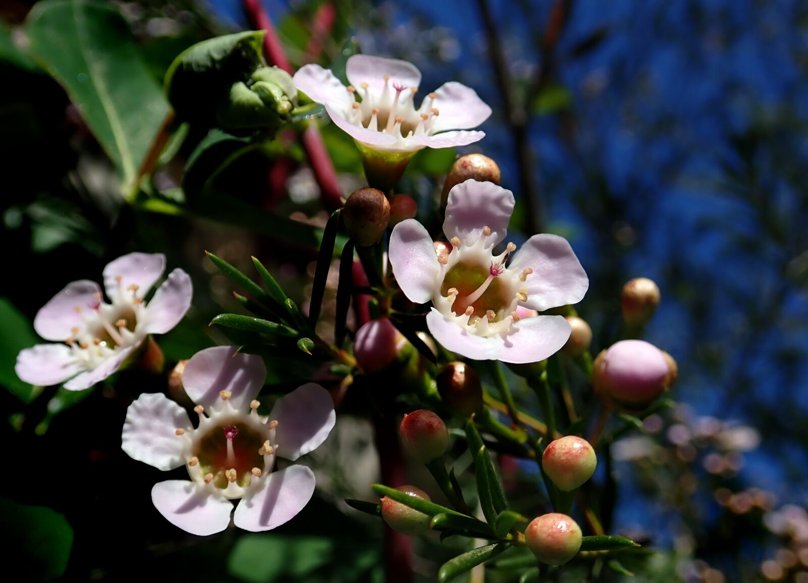 Olympus TG-5 sample photo. Flower, spring, wax bush photography