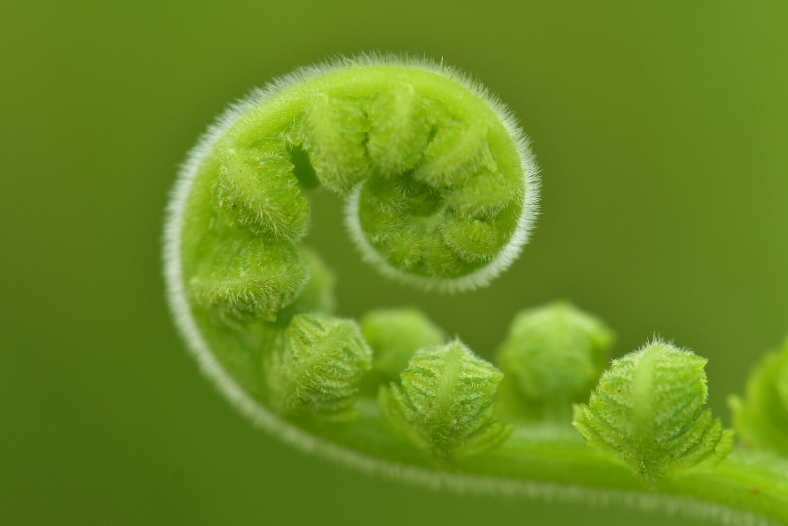 Nikon D3400 sample photo. Fern, roll, young frond photography