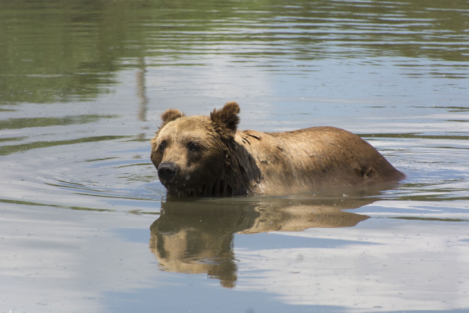 Nikon D7100 sample photo. Beast, bear, hairy photography
