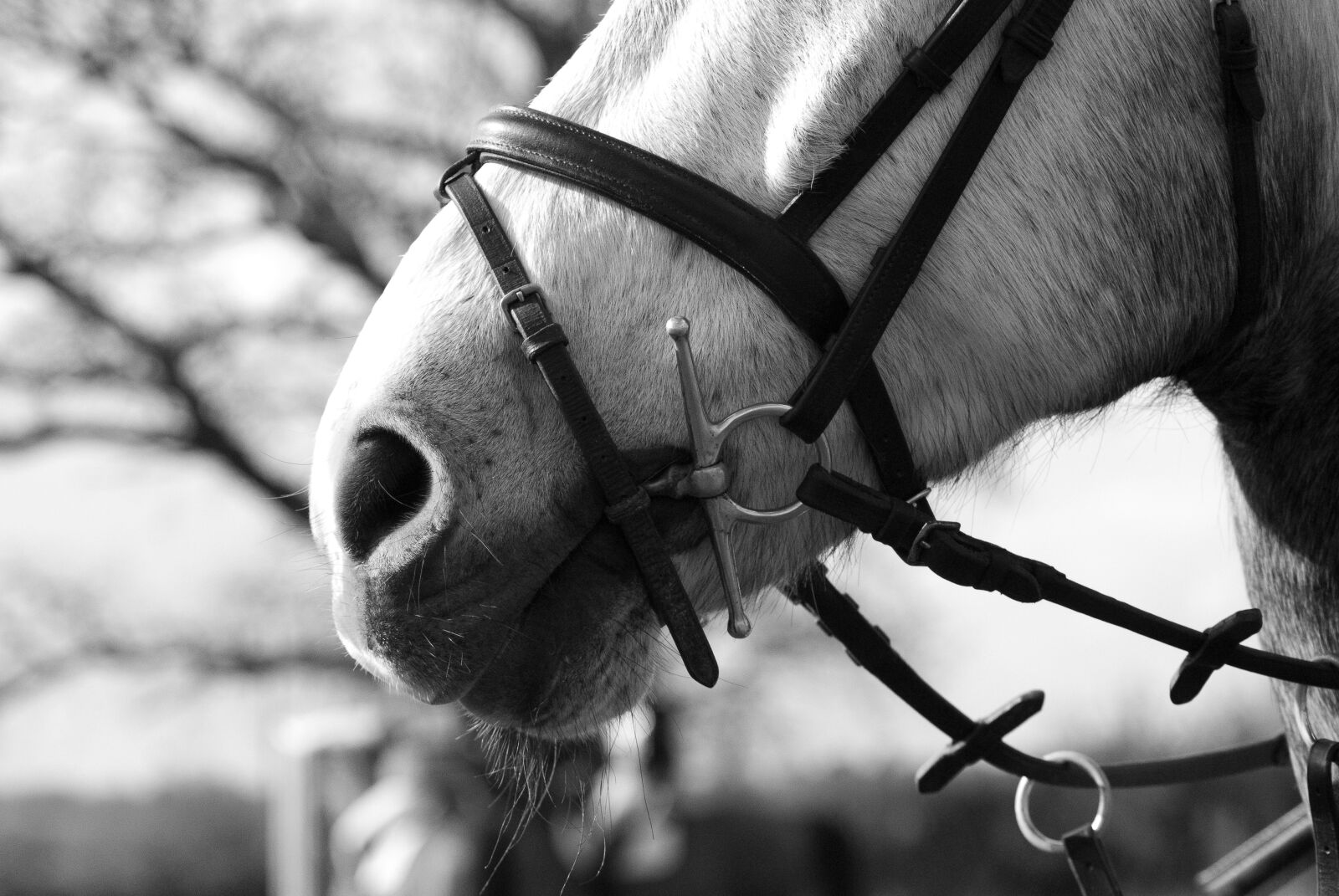 TAMRON AF 70-300mm F4-5.6 Di LD Macro 1:2 A17NII sample photo. Horse, equine, bridle photography