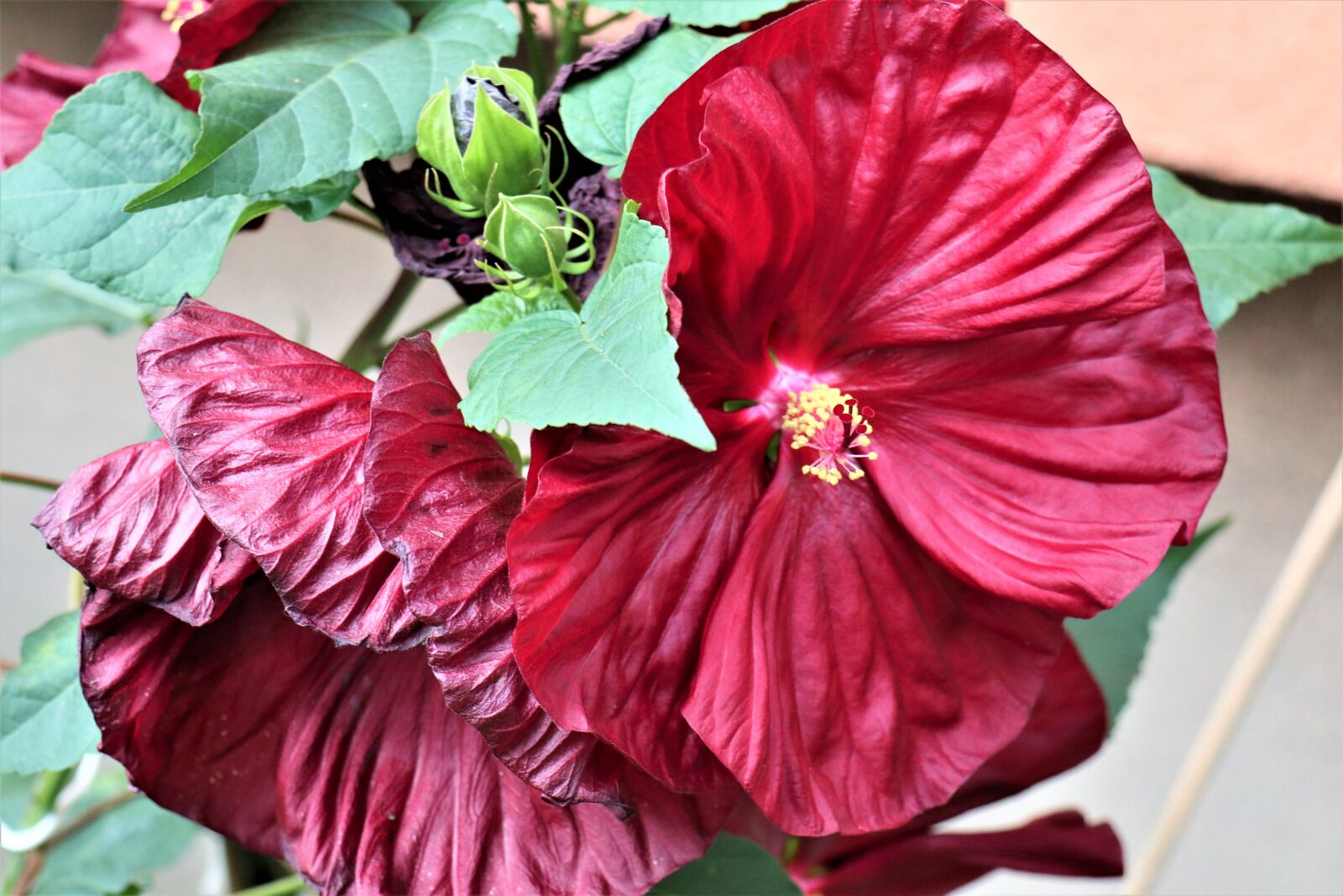 Canon EF-M 18-150mm F3.5-6.3 IS STM sample photo. Hibiscus, flower, garden photography