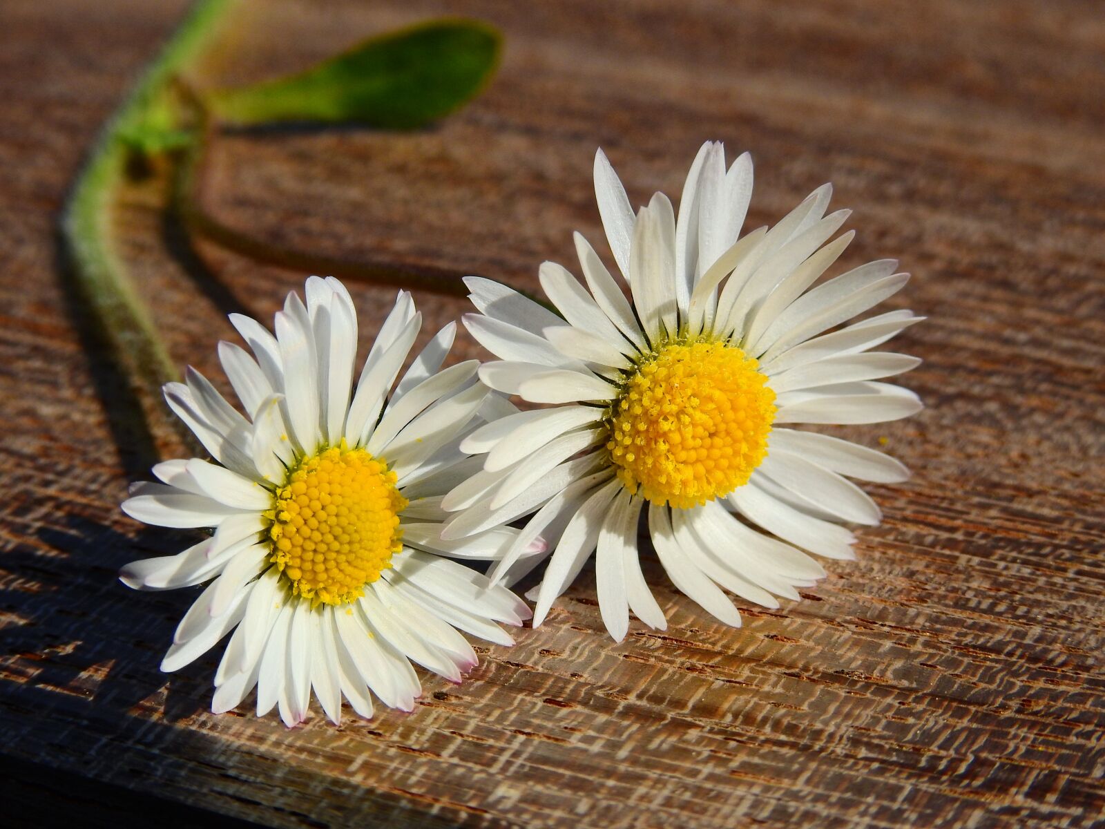 Nikon Coolpix P900 sample photo. Daisy, flowers, nature photography