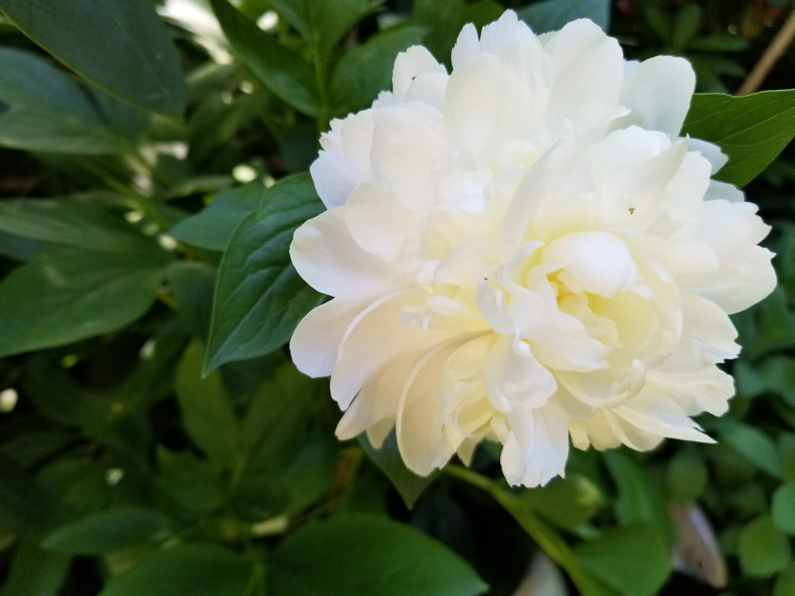 Samsung Galaxy S8 sample photo. Peony, white, flower photography