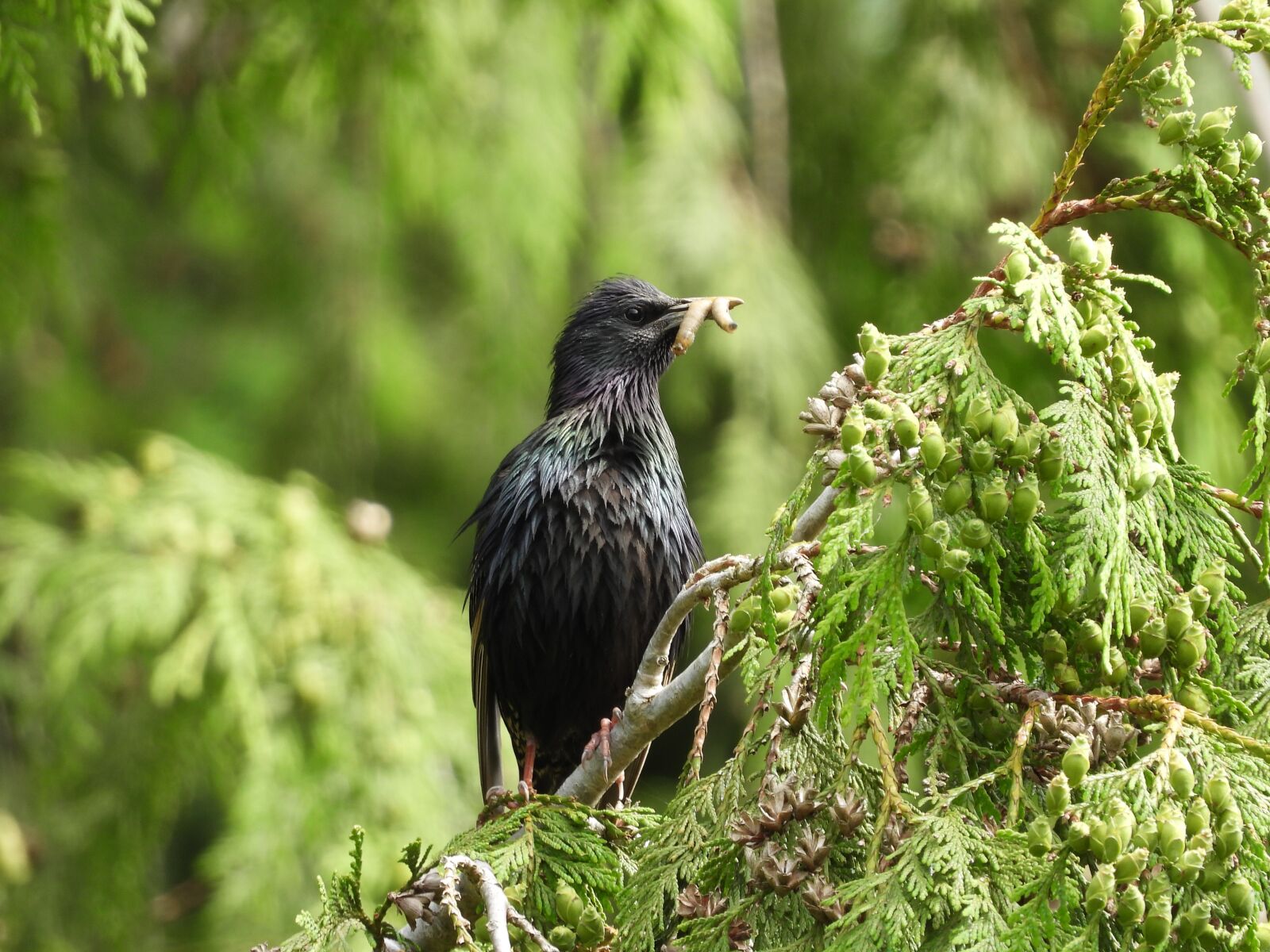 Nikon Coolpix P1000 sample photo. Bird, wild, starling photography