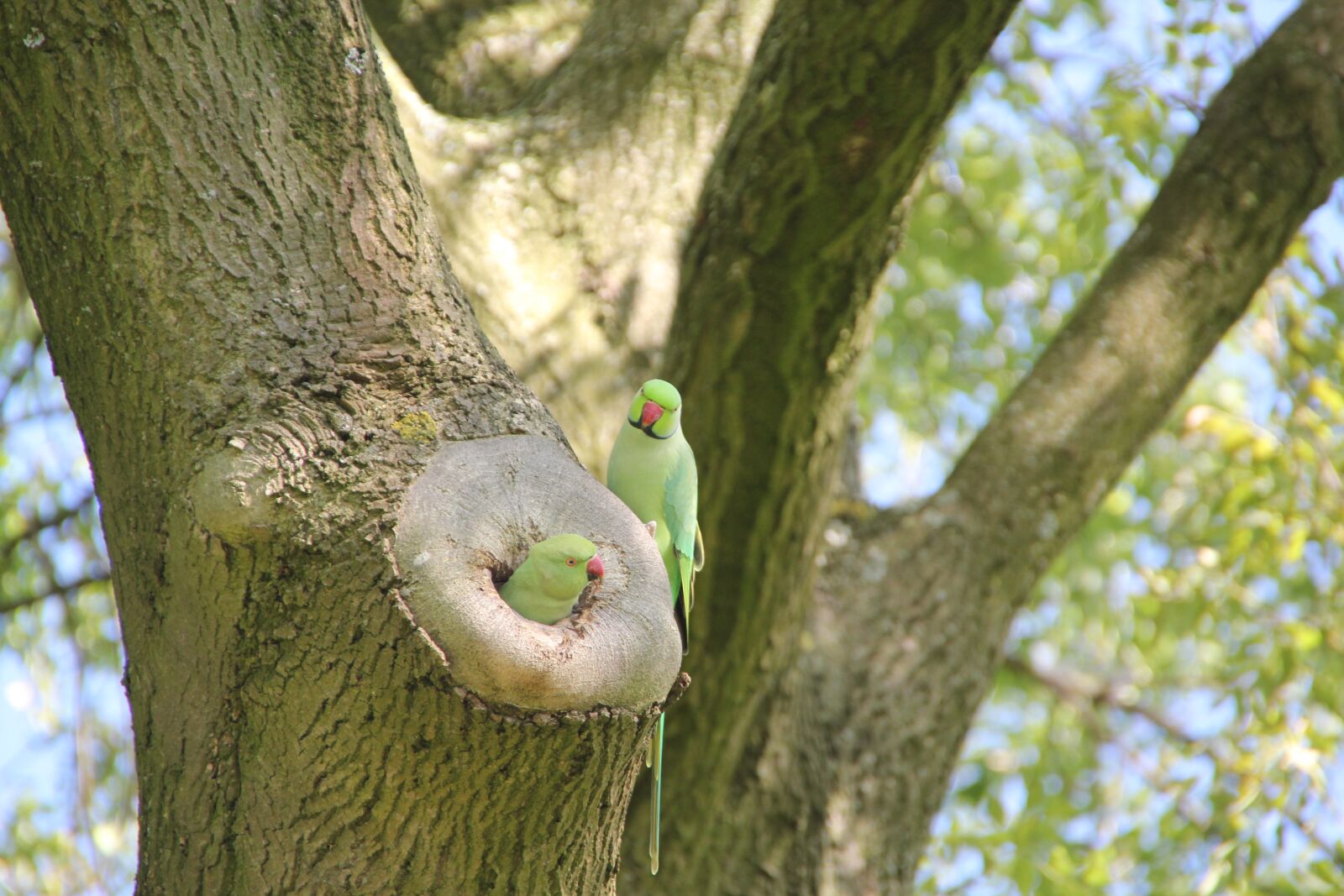 Canon EOS 550D (EOS Rebel T2i / EOS Kiss X4) sample photo. Parakeet, bird, amsterdam photography