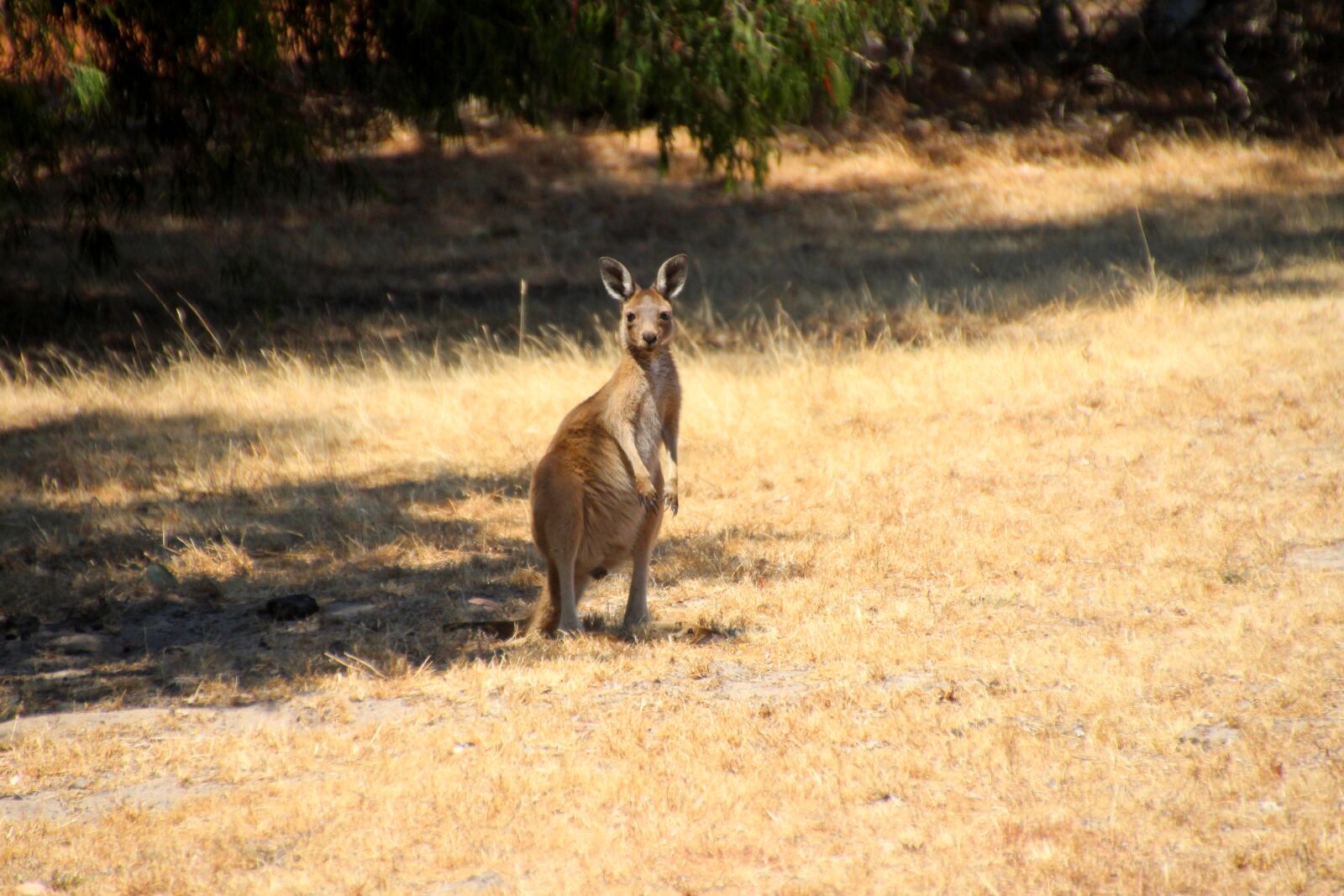 Canon EOS 700D (EOS Rebel T5i / EOS Kiss X7i) sample photo. Kangaroo, marsupial, joey photography