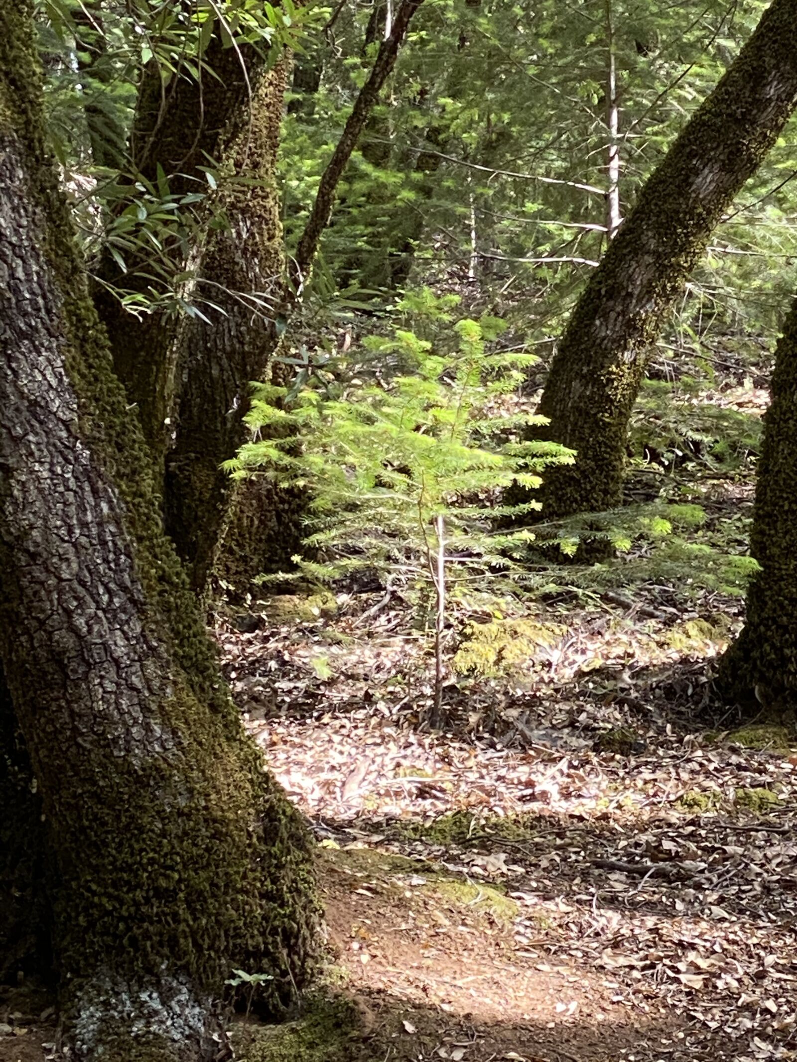 iPhone 11 Pro Max back triple camera 6mm f/2 sample photo. Forest, path, nature photography