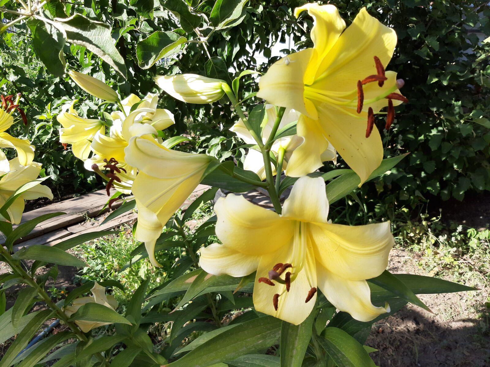 Samsung Galaxy A50 sample photo. Flowers, yellow, summer photography