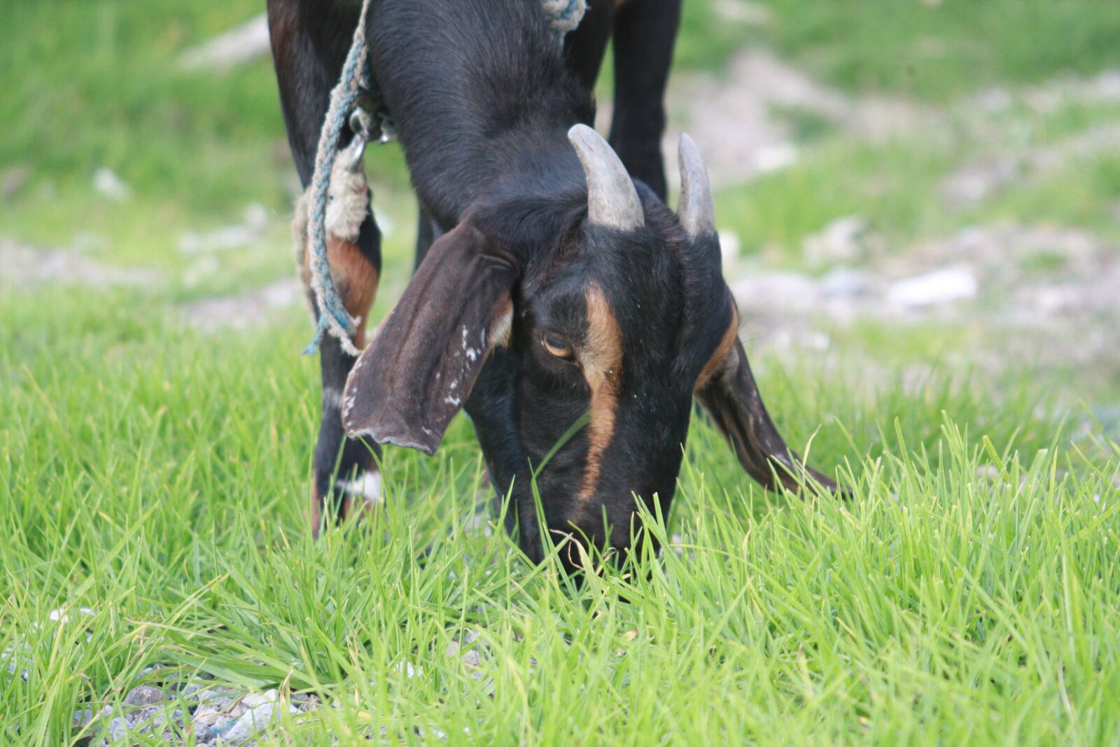 Canon EOS 450D (EOS Rebel XSi / EOS Kiss X2) sample photo. Satan, cow, evil photography