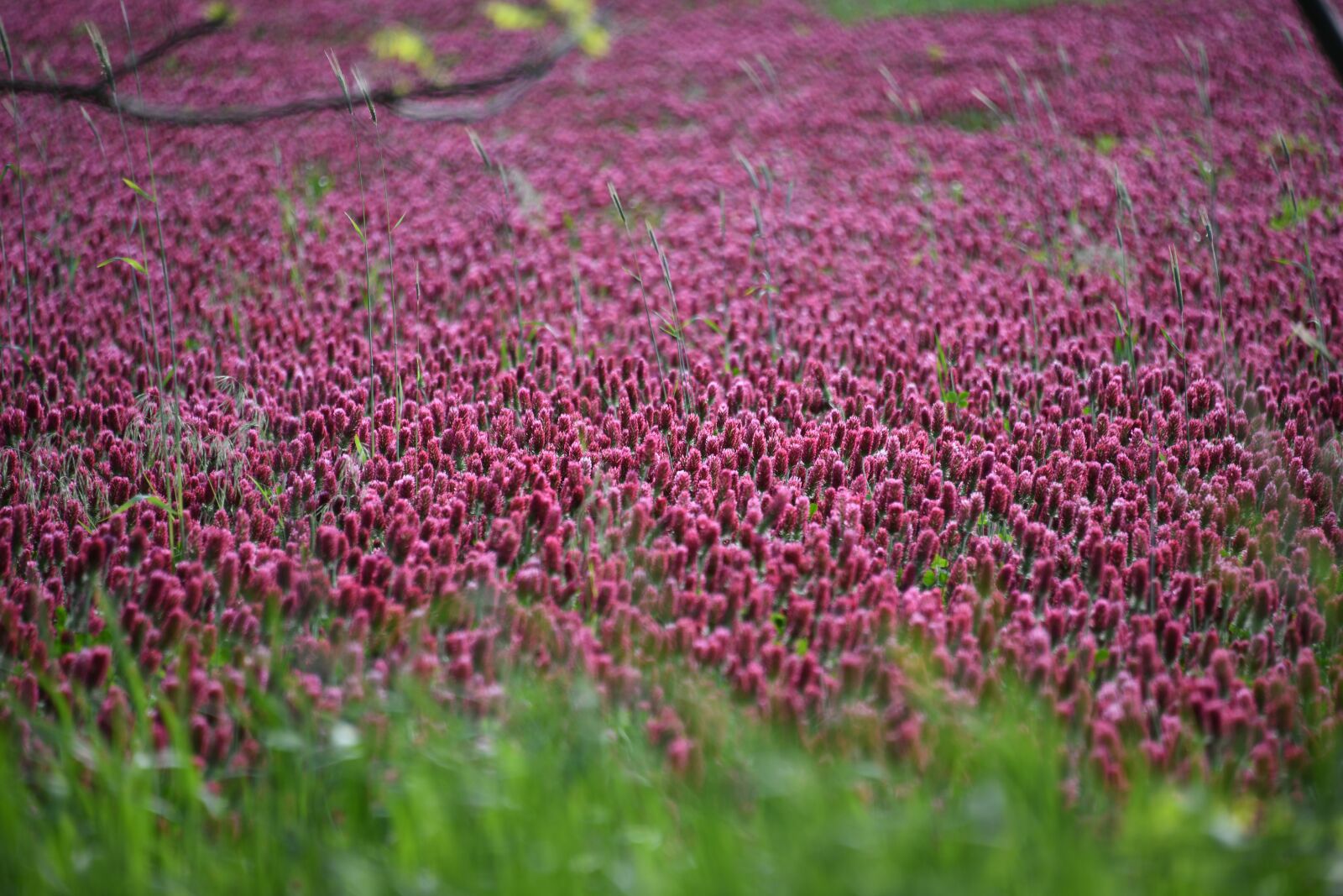 Nikon D850 sample photo. Crimson, clover, plant photography