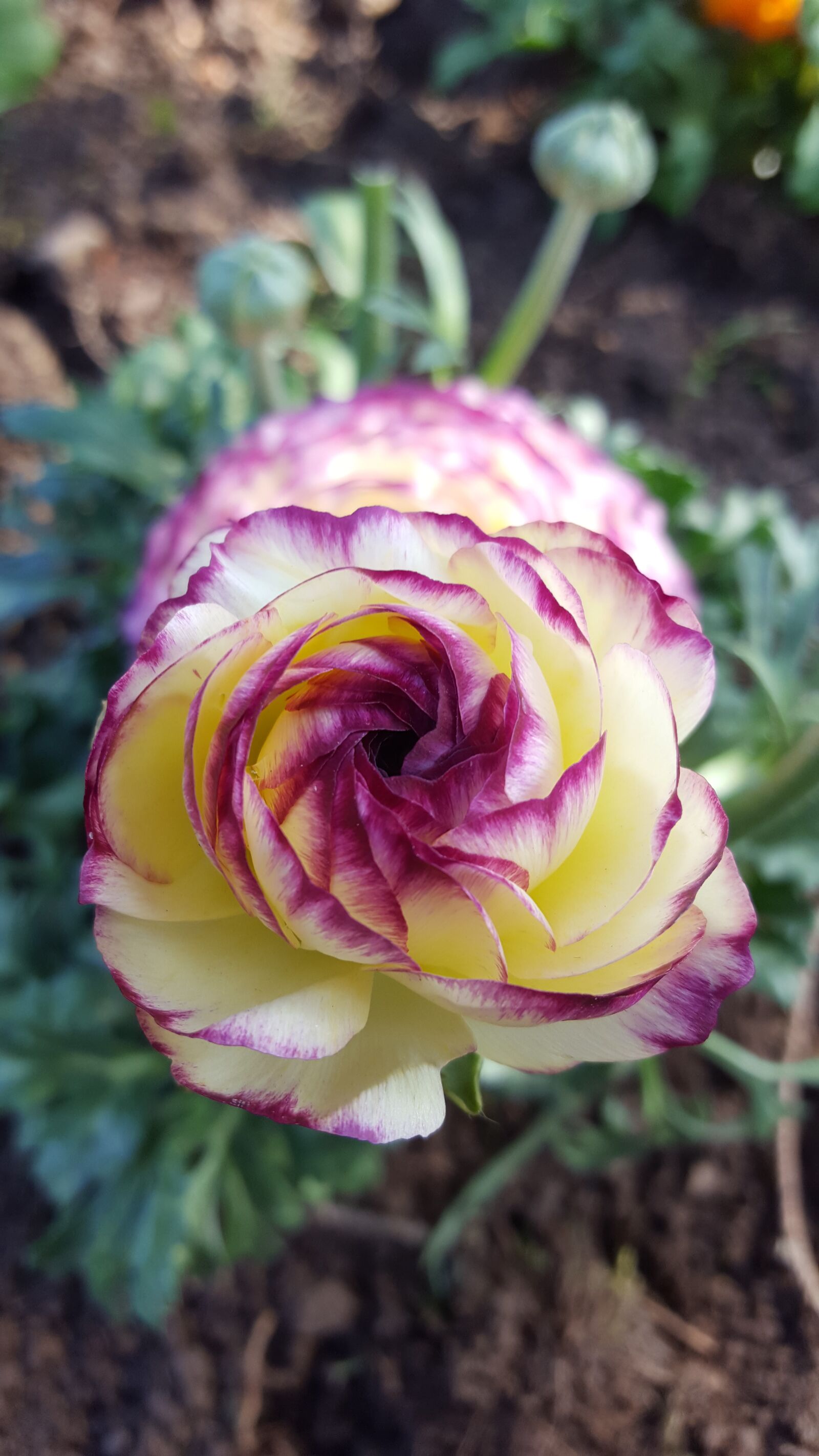 Samsung GALAXY S6 edge sample photo. Primrose, bi color, yellow photography