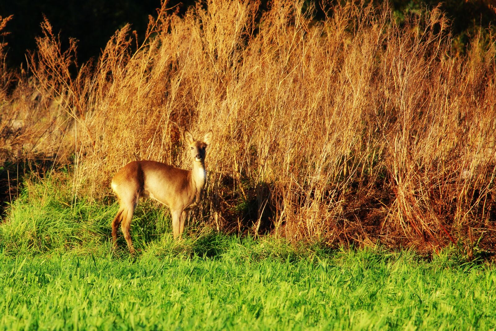 Canon EF-S 55-250mm F4-5.6 IS STM sample photo. Roe deer, wild, animal photography