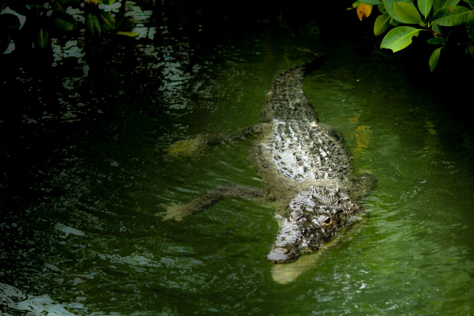 Canon EOS 1200D (EOS Rebel T5 / EOS Kiss X70 / EOS Hi) sample photo. Mexico, yucatan, riolagartos photography