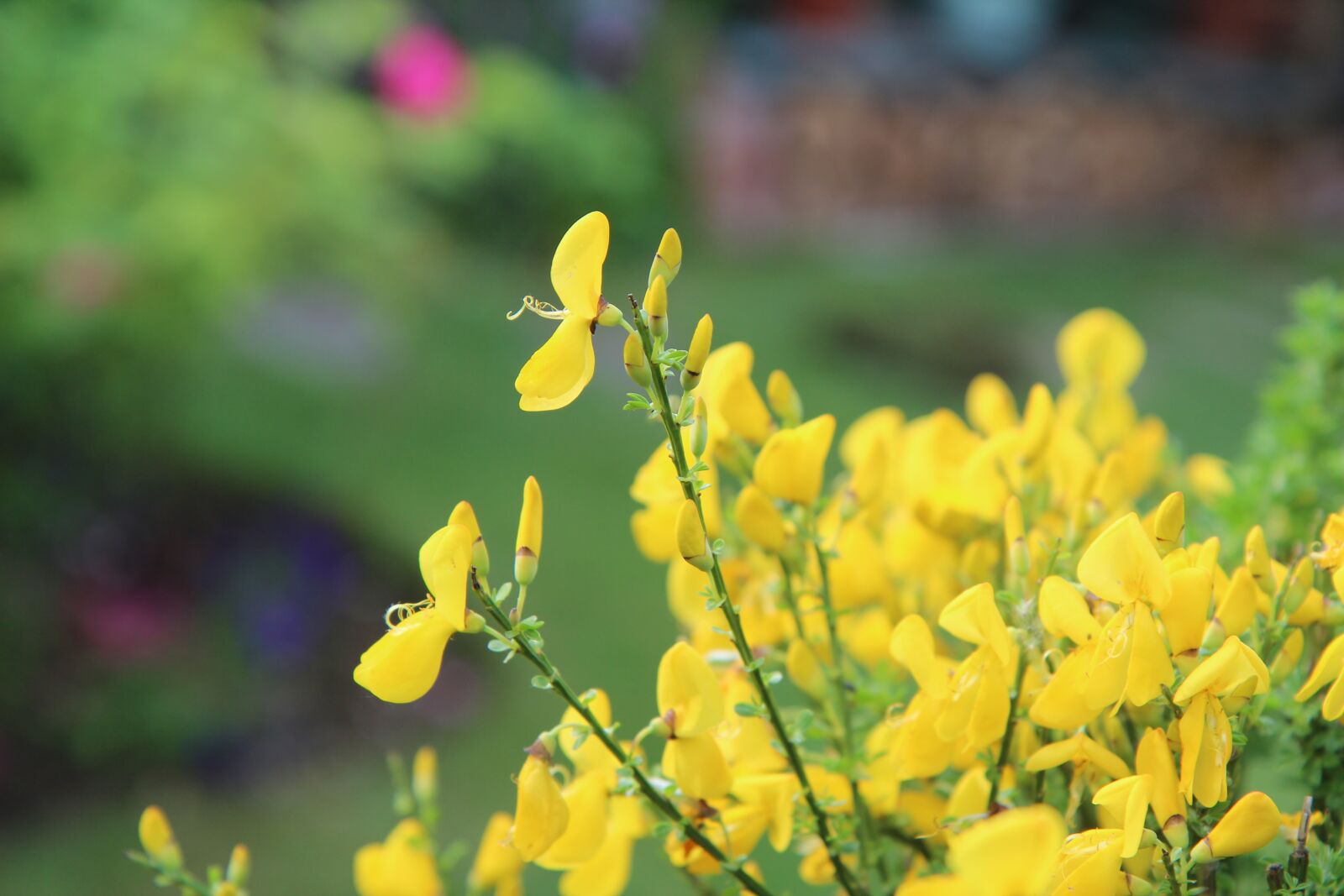 Canon EOS 600D (Rebel EOS T3i / EOS Kiss X5) sample photo. Broom, broom yellow, flowers photography