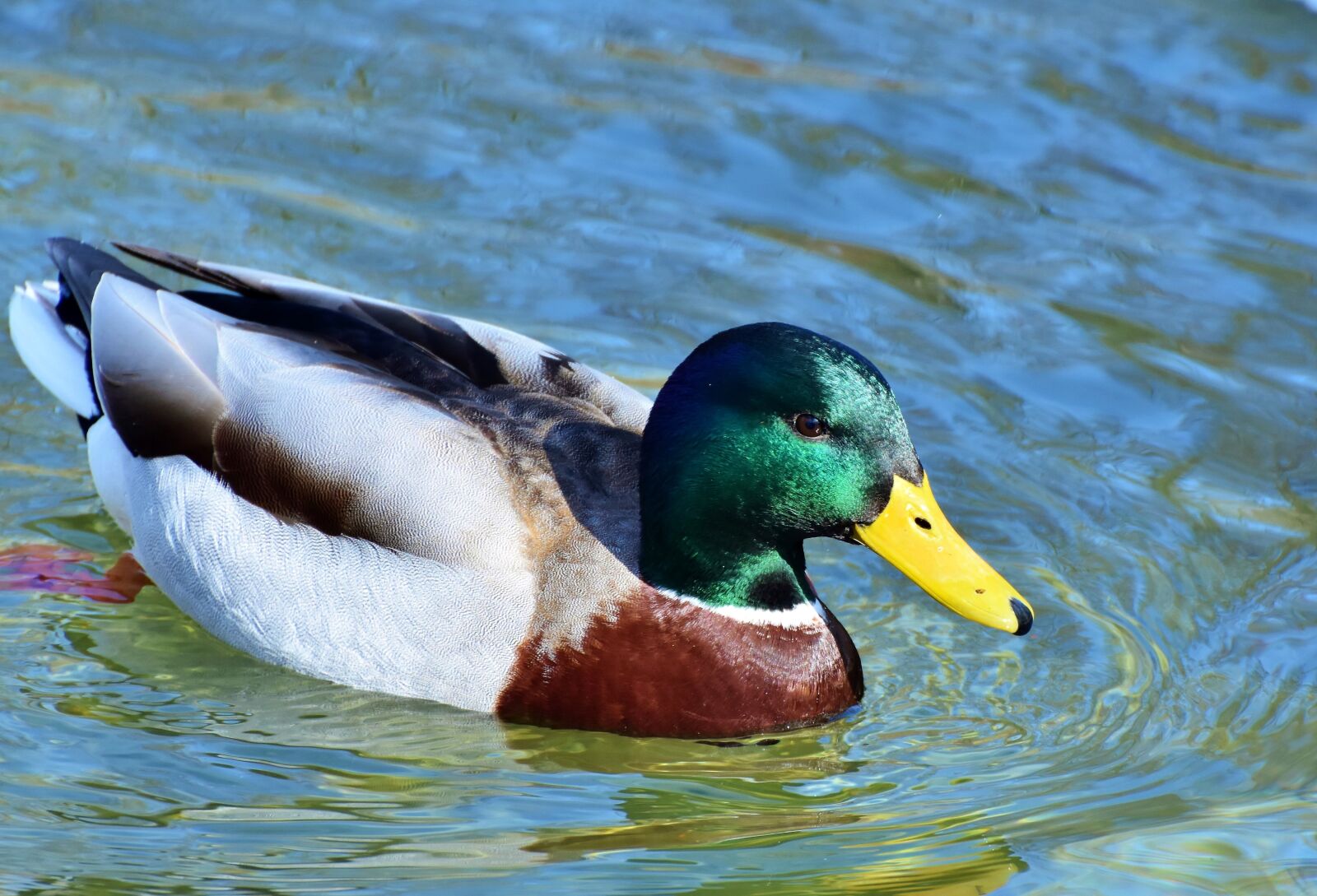 Nikon D7200 sample photo. Duck, drake, water bird photography