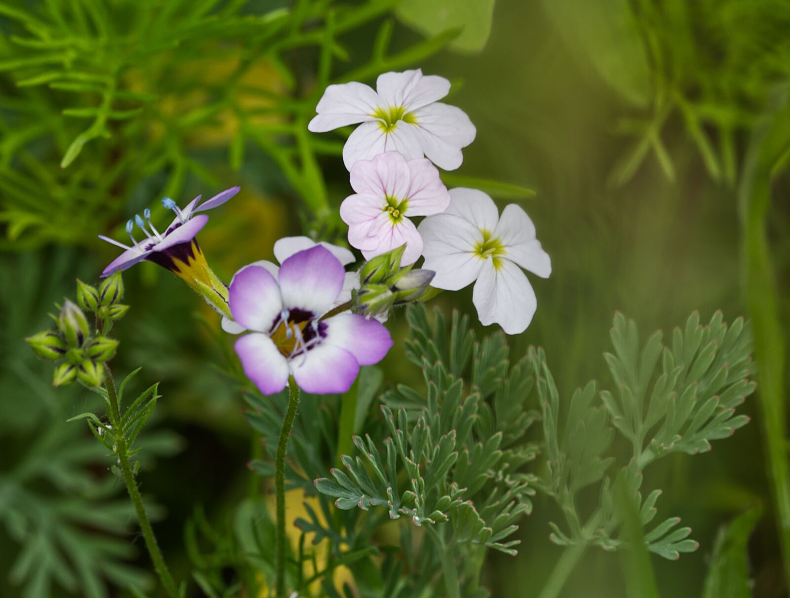 Nikon D5500 sample photo. Flower, blossom, bloom photography