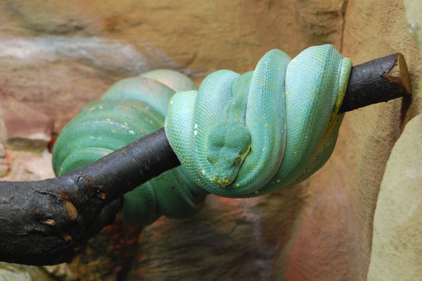 Nikon D40 sample photo. Snake, zoo, reptile photography