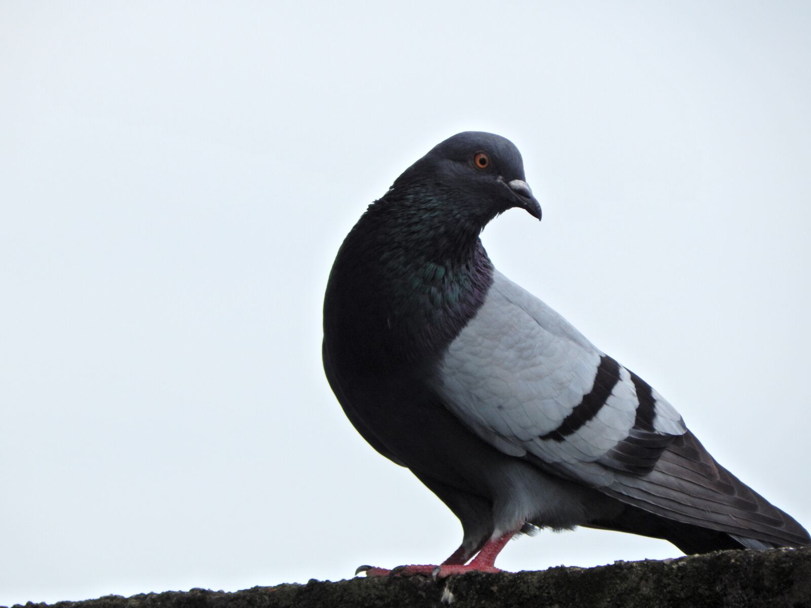 Nikon Coolpix L830 sample photo. Birds, nature, wild life photography