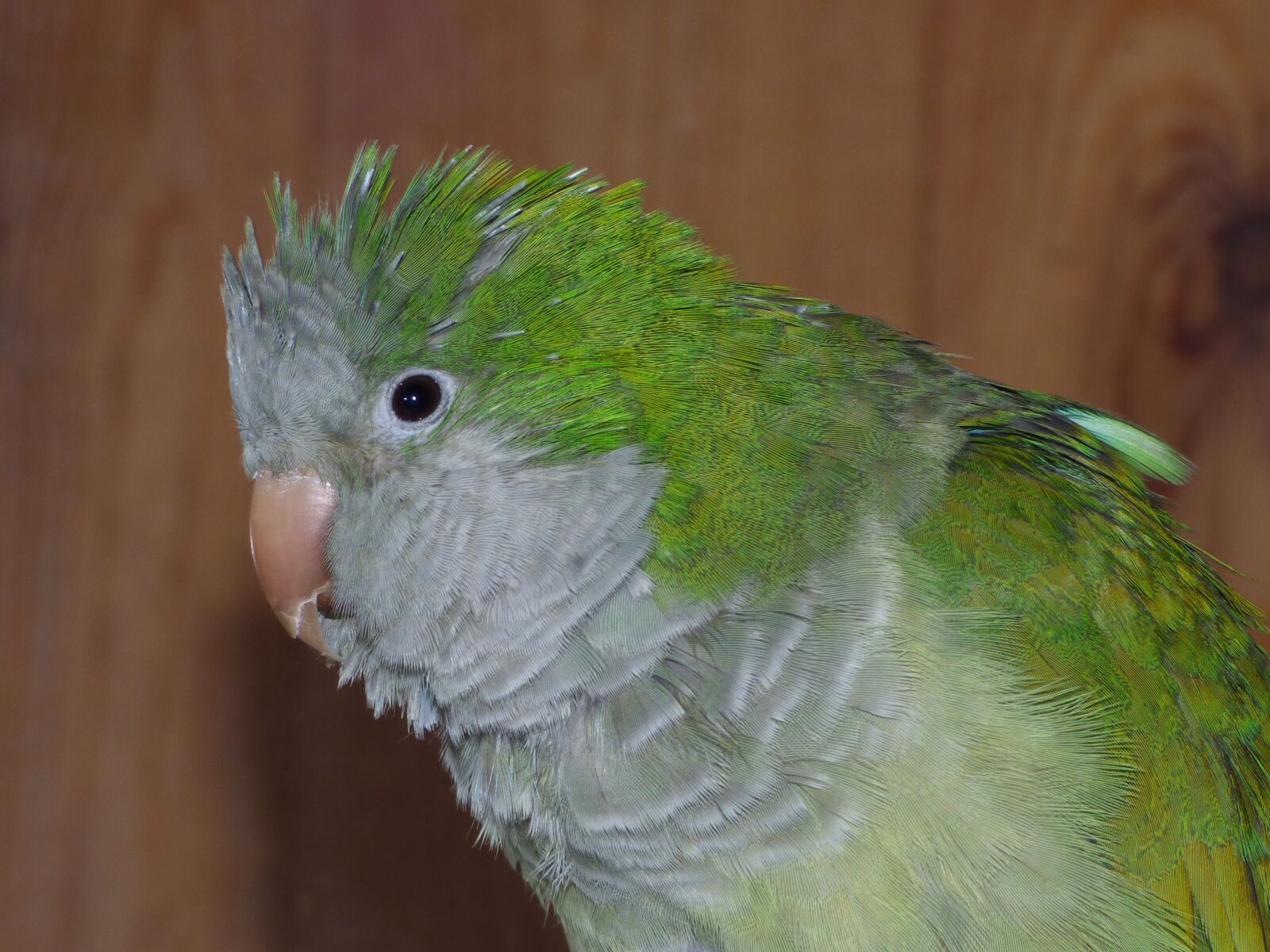 Panasonic Lumix DMC-FZ70 sample photo. Parrot, argentina cotorra, bird photography