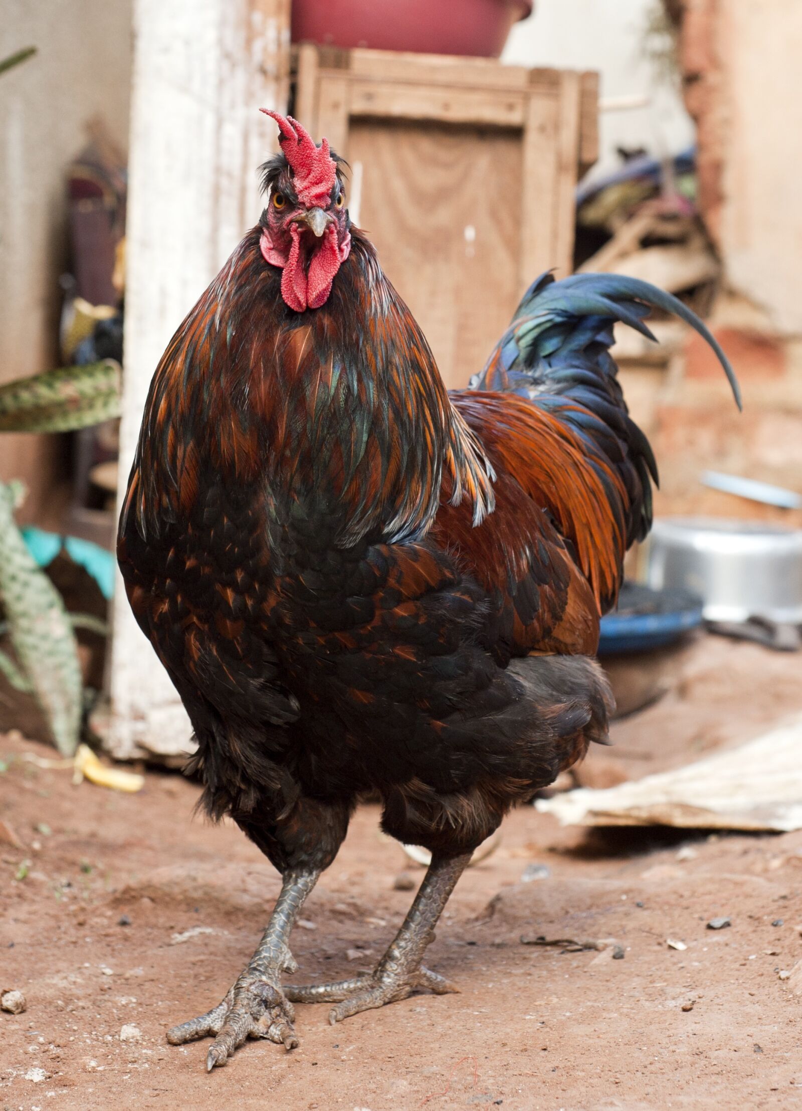 Nikon D3 sample photo. Rooster, africa, chicken photography