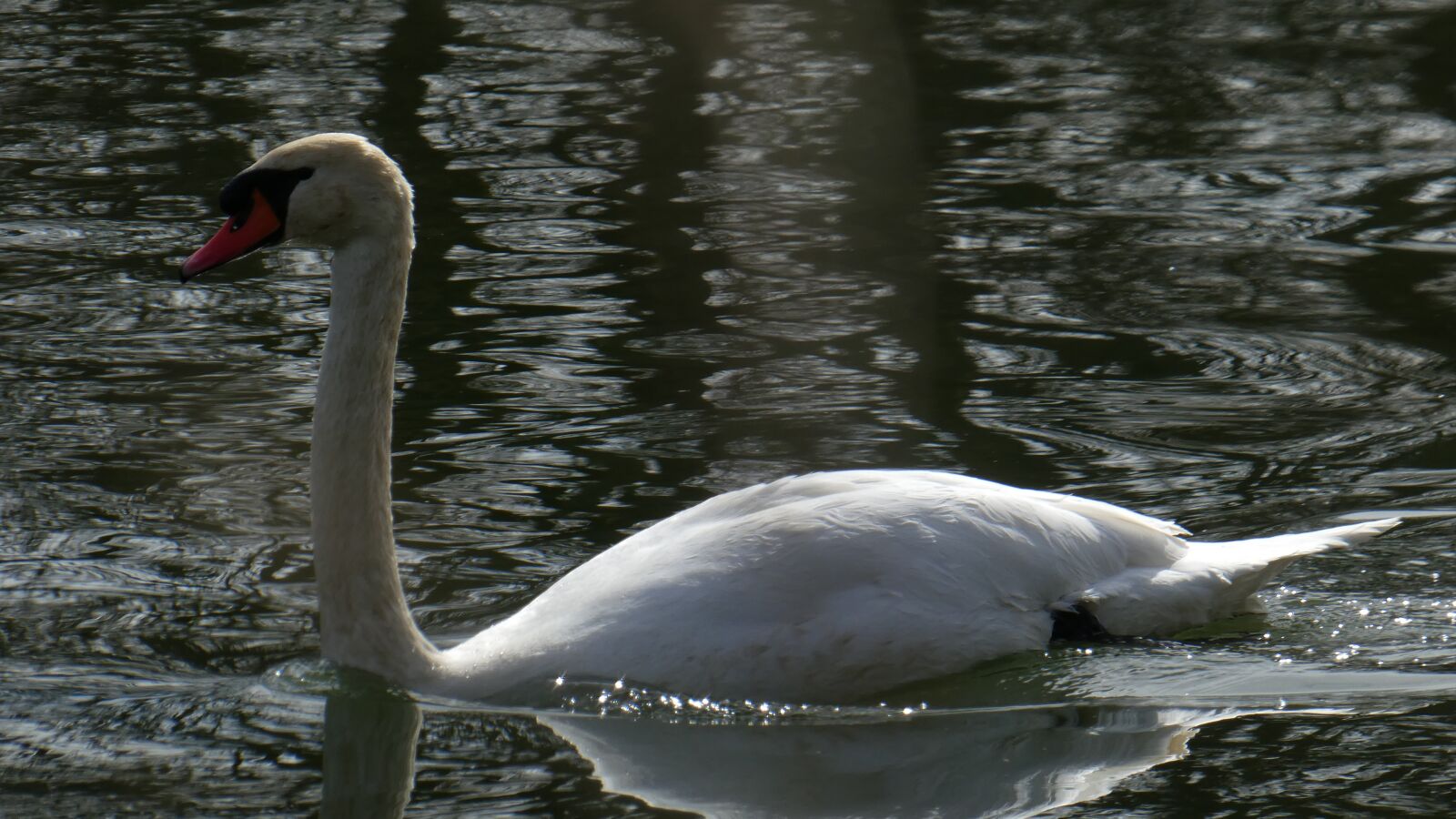 Panasonic DMC-TZ81 sample photo. Swan, white, duck photography