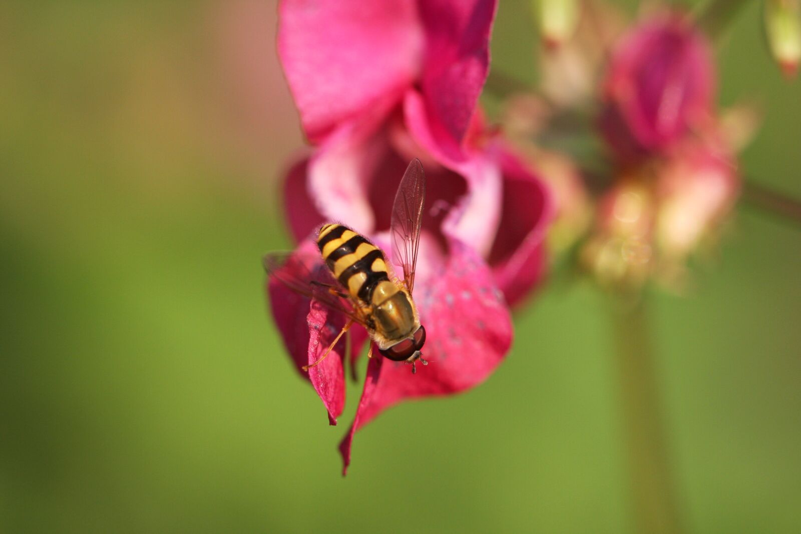 Canon EOS 40D sample photo. Plant, fly, nature photography