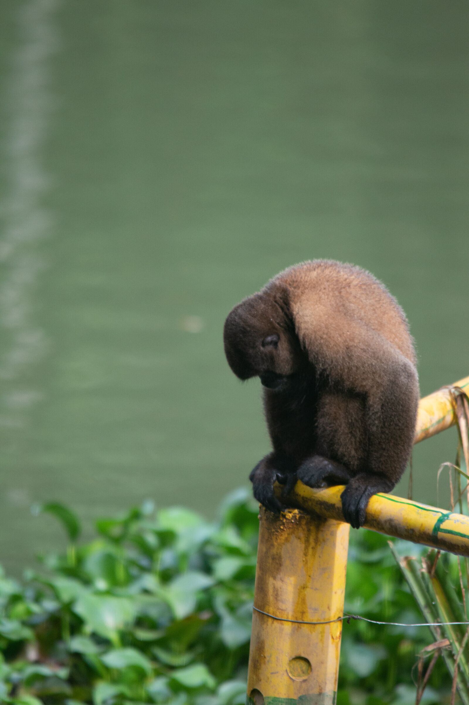 Nikon D3200 sample photo. Monkey, nature, animal photography