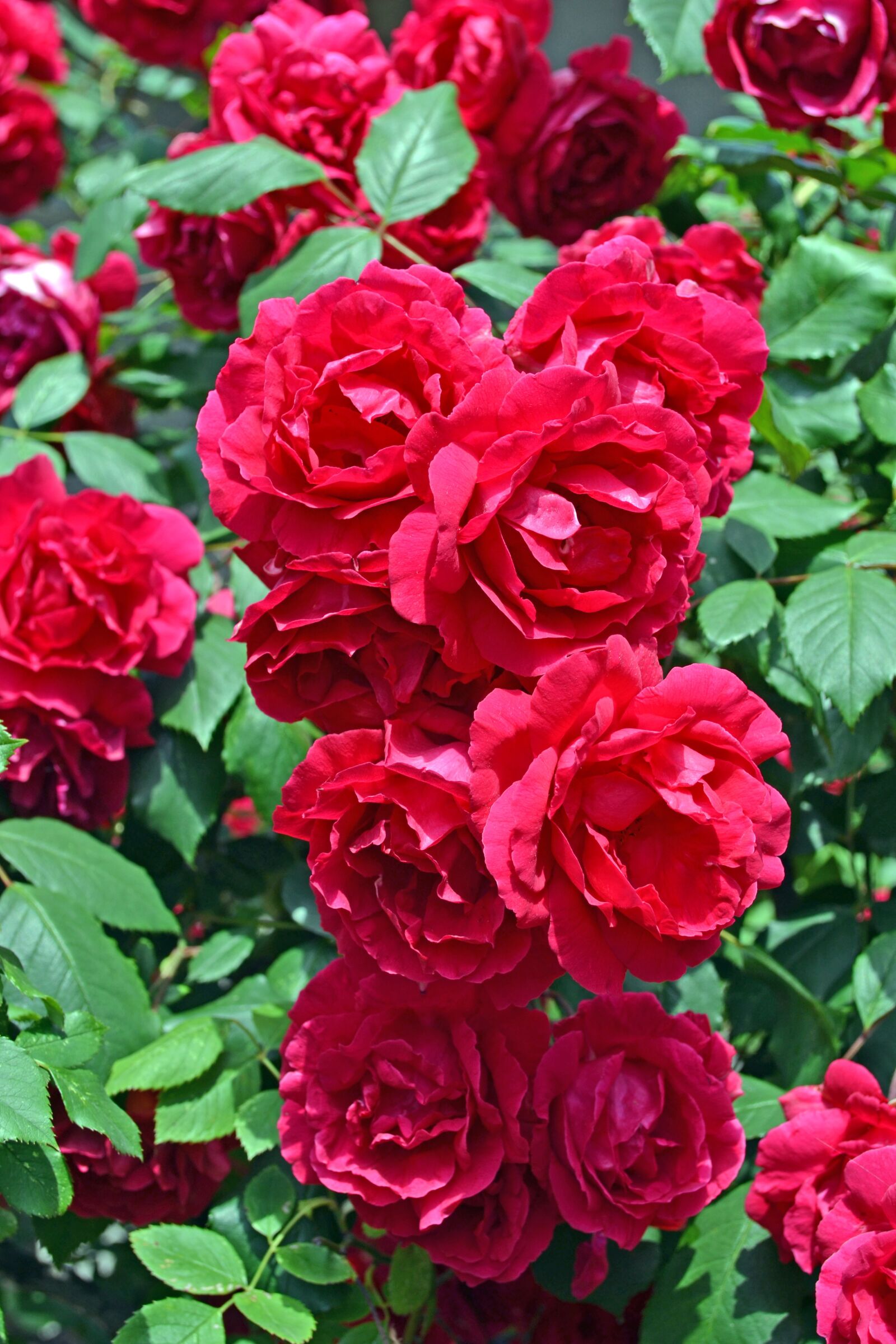 Nikon D3100 sample photo. Bouquet, roses, flowers photography