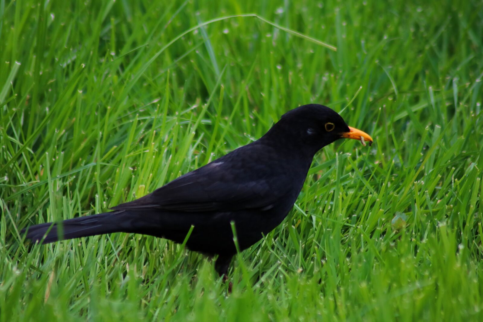 Canon EOS 750D (EOS Rebel T6i / EOS Kiss X8i) sample photo. Bird, blackbird, true photography
