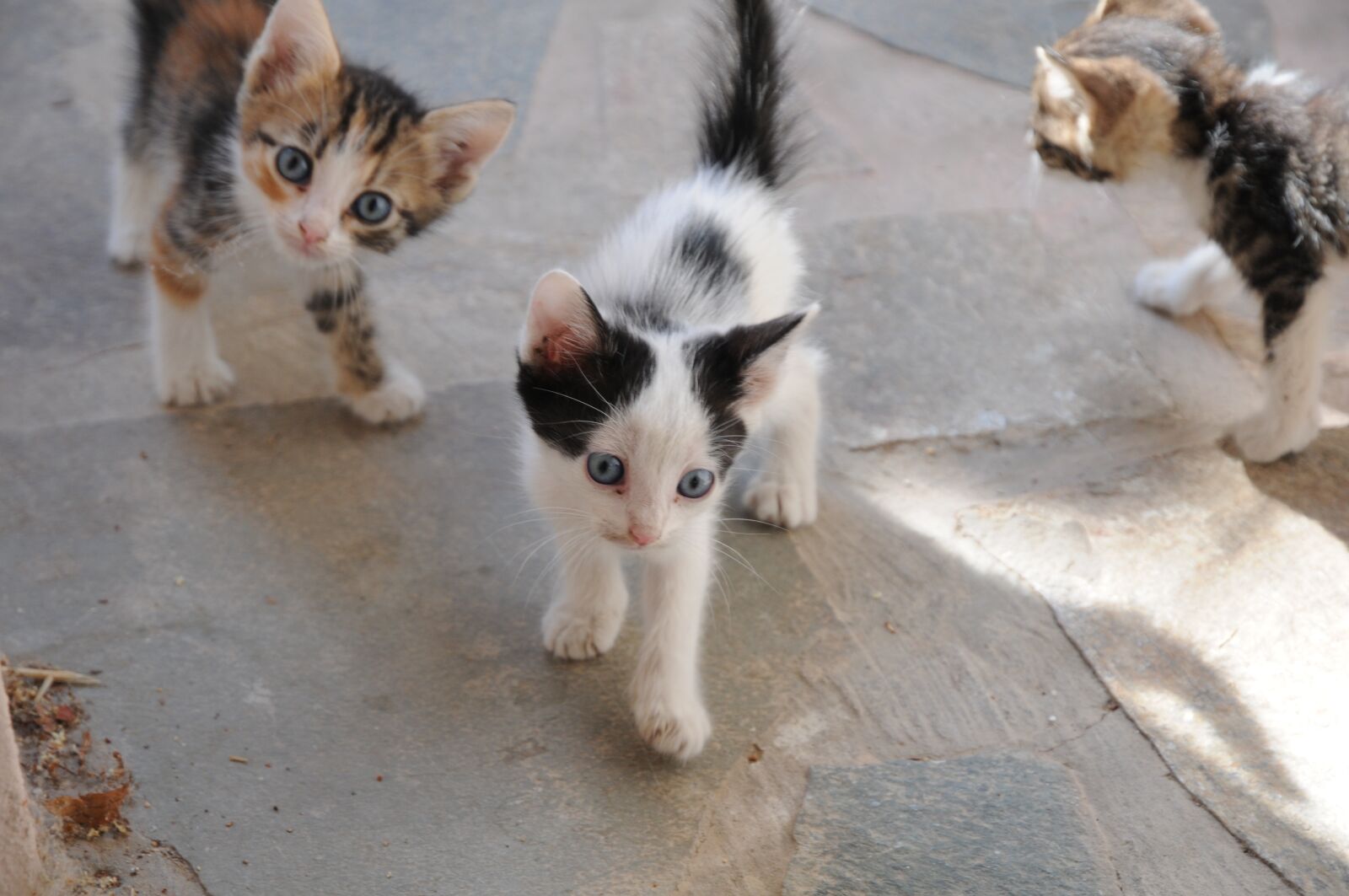 Nikon D300 sample photo. Cats, cats in the photography