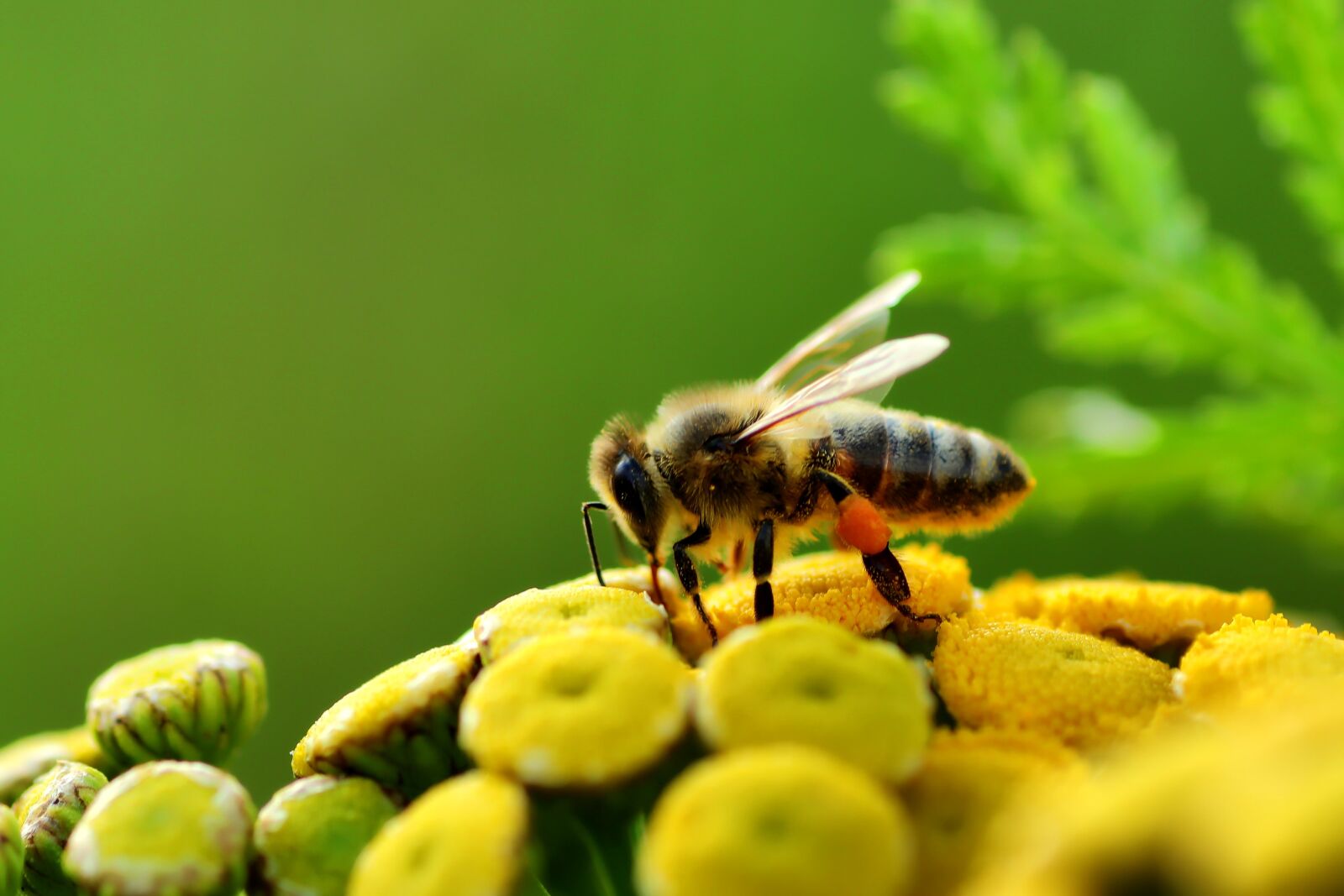 Tamron SP 90mm F2.8 Di VC USD 1:1 Macro sample photo. Bee, pollen panties, pollination photography