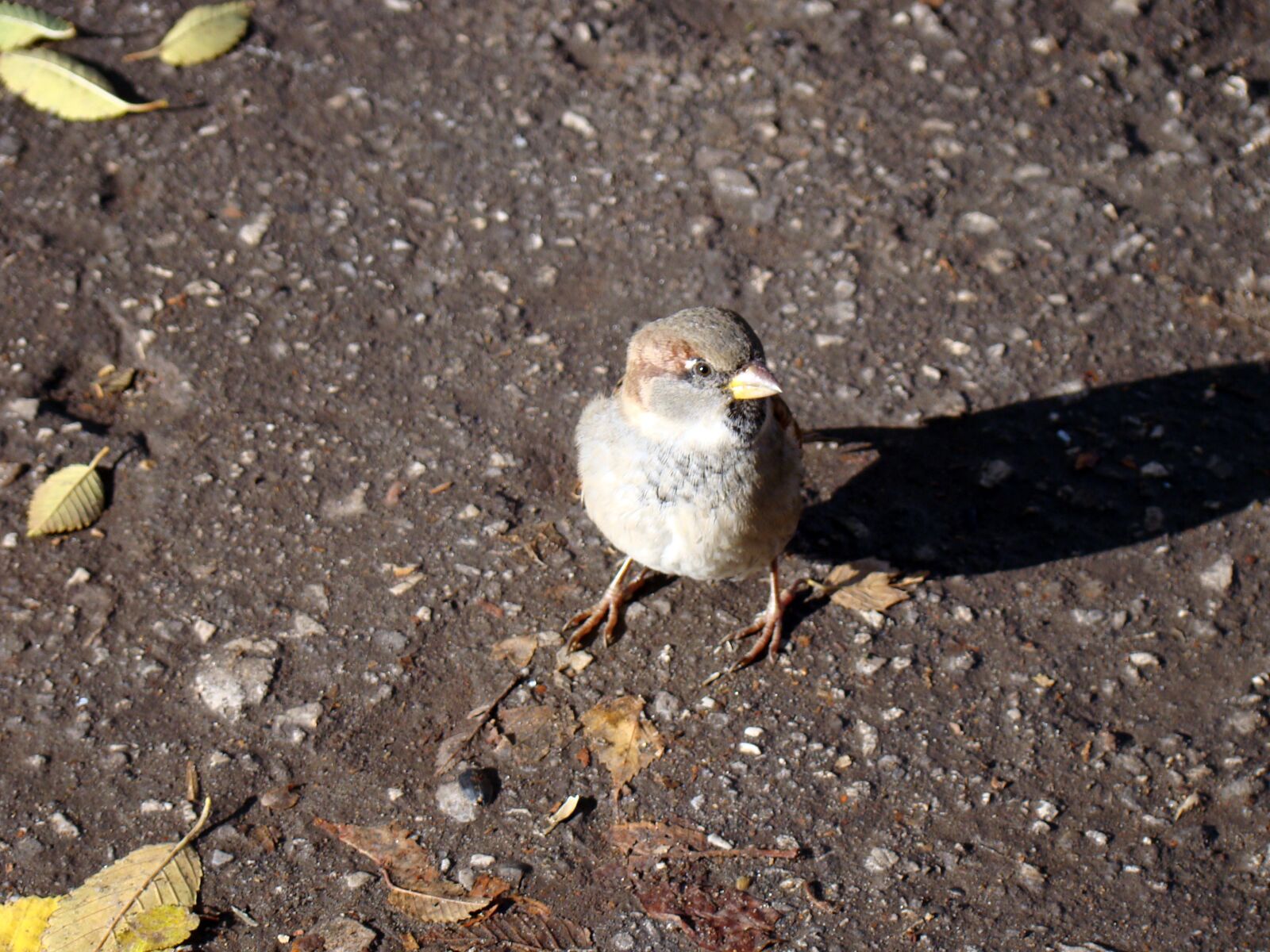 Sony Cyber-shot DSC-H50 sample photo. Sparrow, bird, asphalt photography