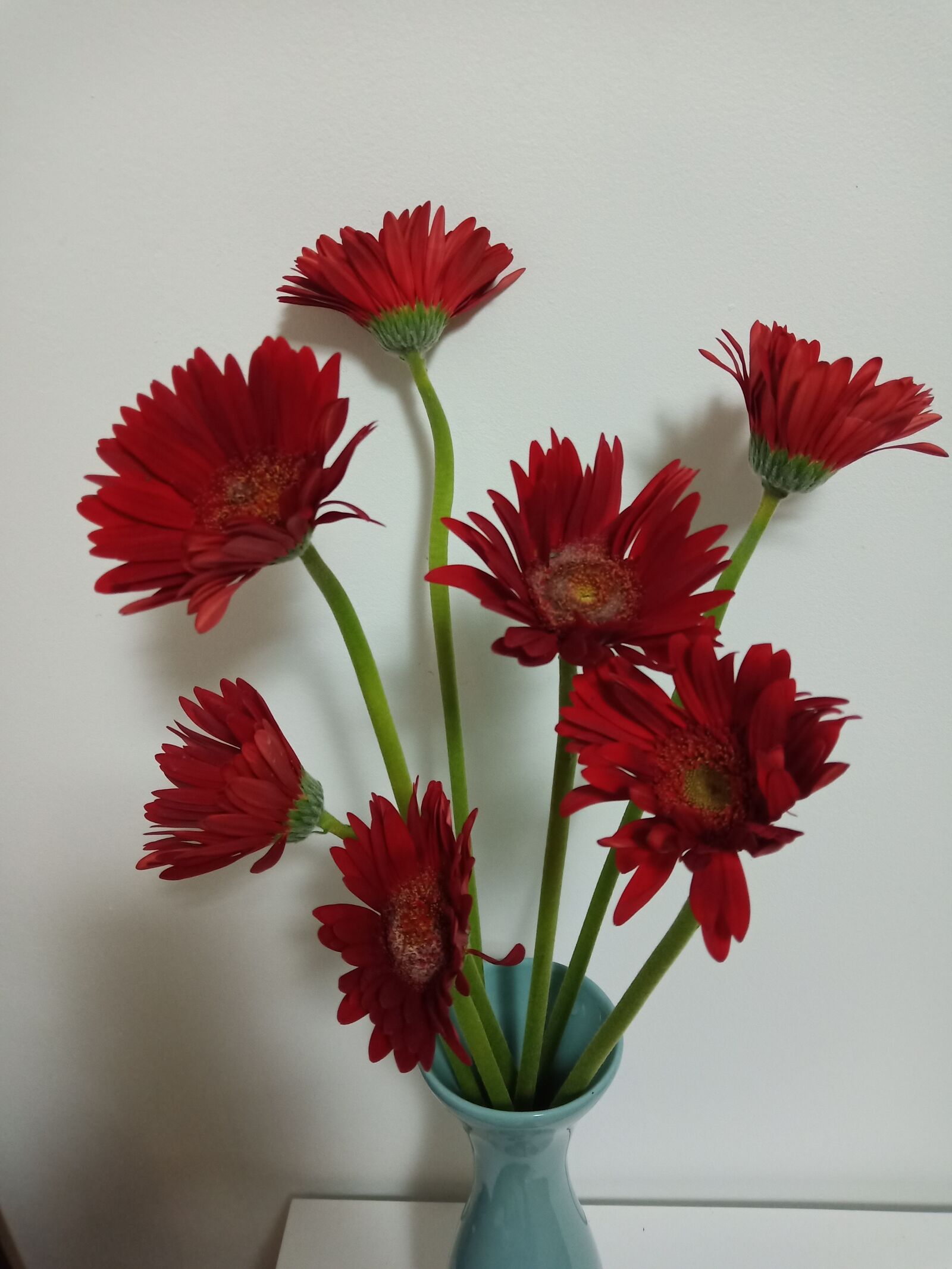vivo 1806 sample photo. Flower, red flower, bloom photography