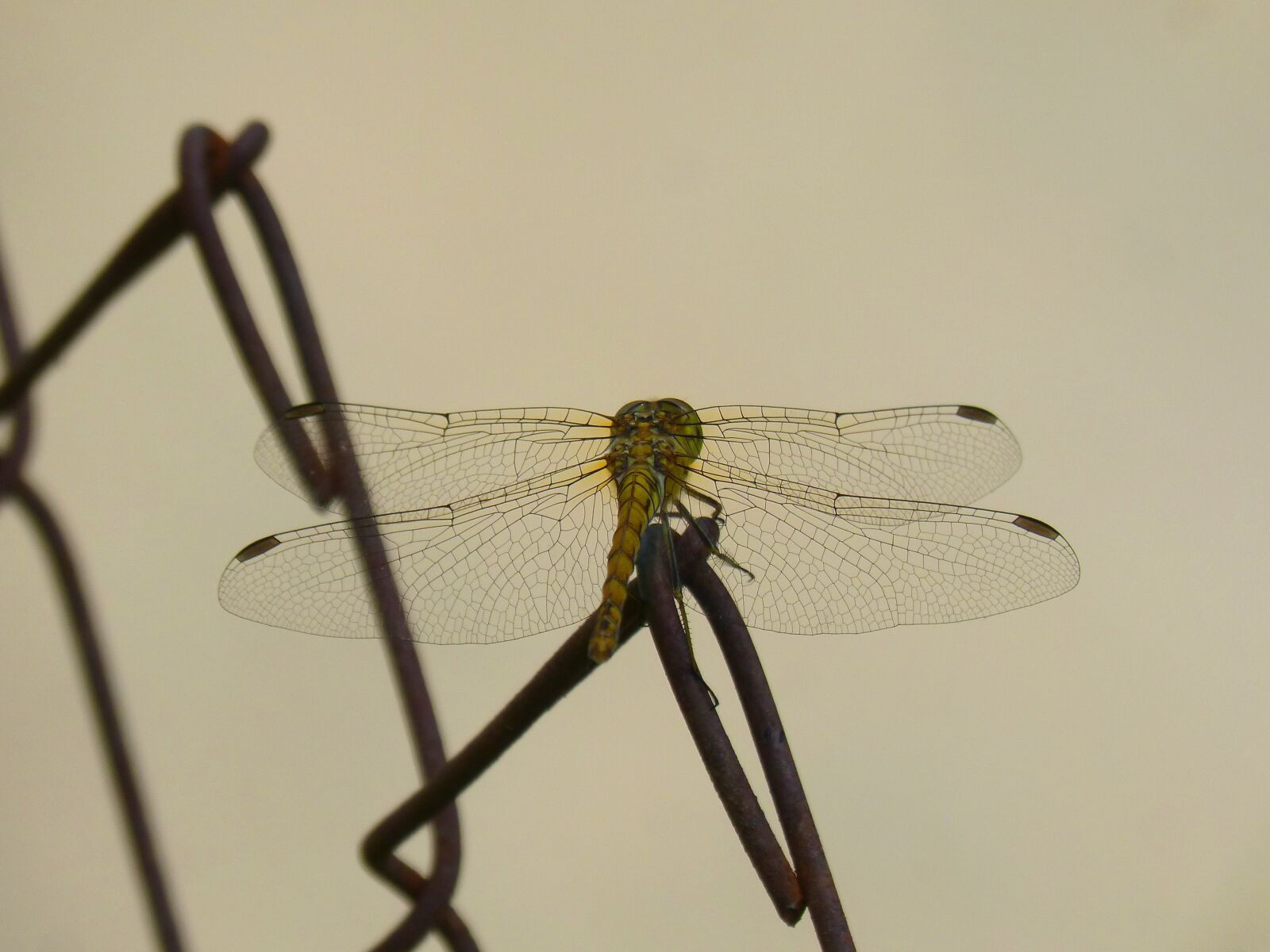 Panasonic DMC-FZ62 sample photo. Dragonfly, yellow dragonfly, winged photography