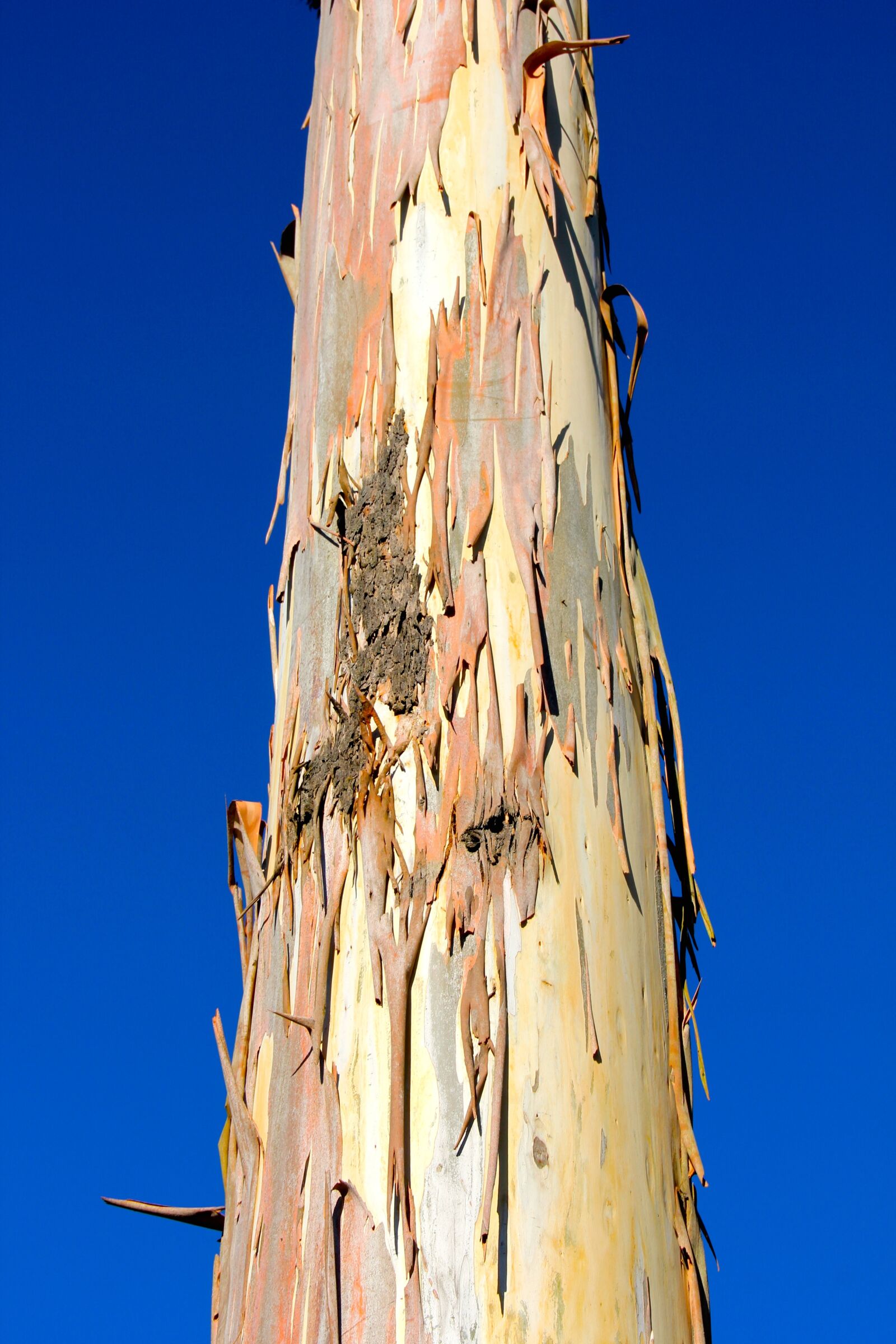 Canon EOS 60D sample photo. Tribe, tree, log photography