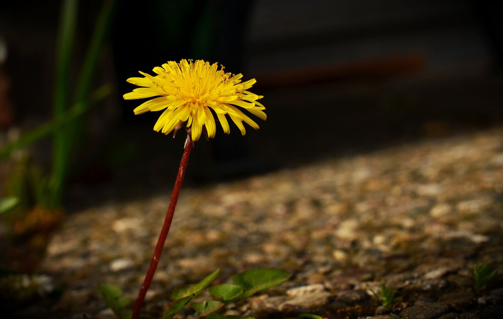 Nikon D5100 sample photo. Dandelion, yellow, light photography