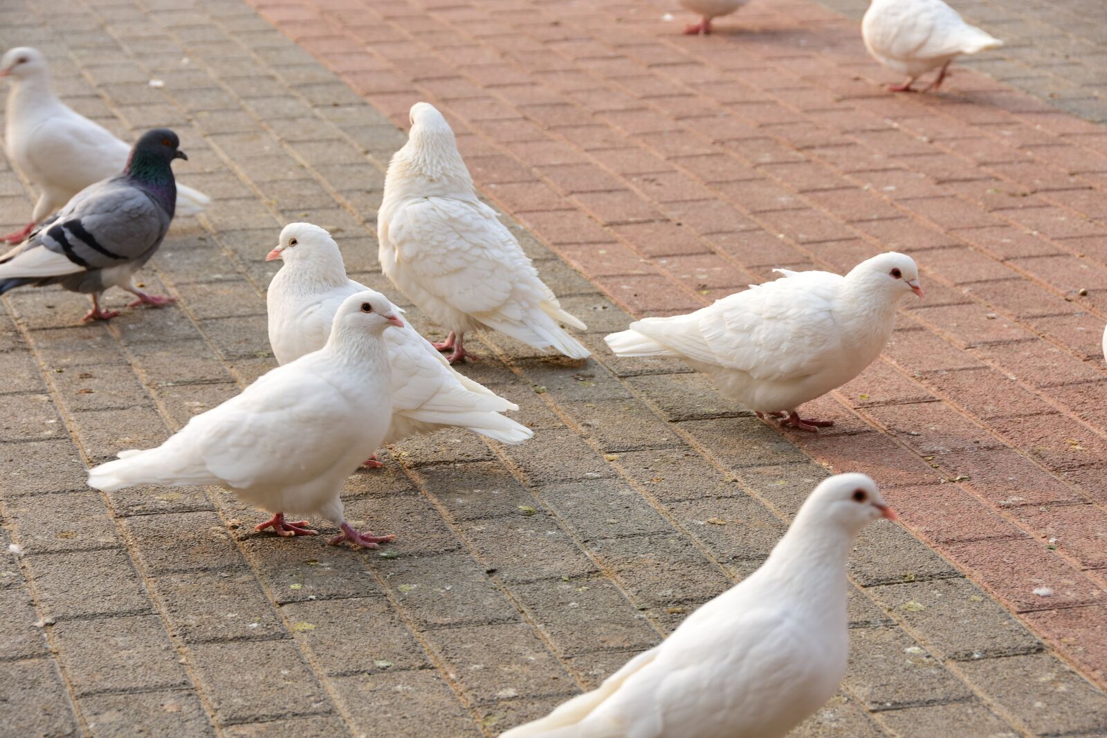 Nikon D7200 sample photo. Pigeon, animal, rest photography