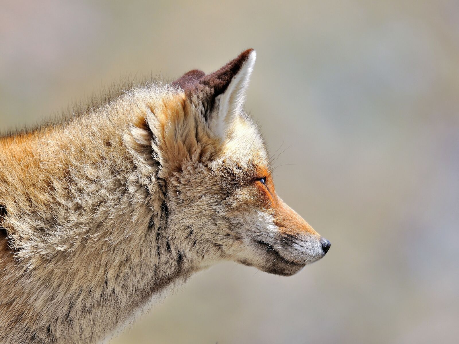 Nikon D90 sample photo. Fox, animals, wild photography