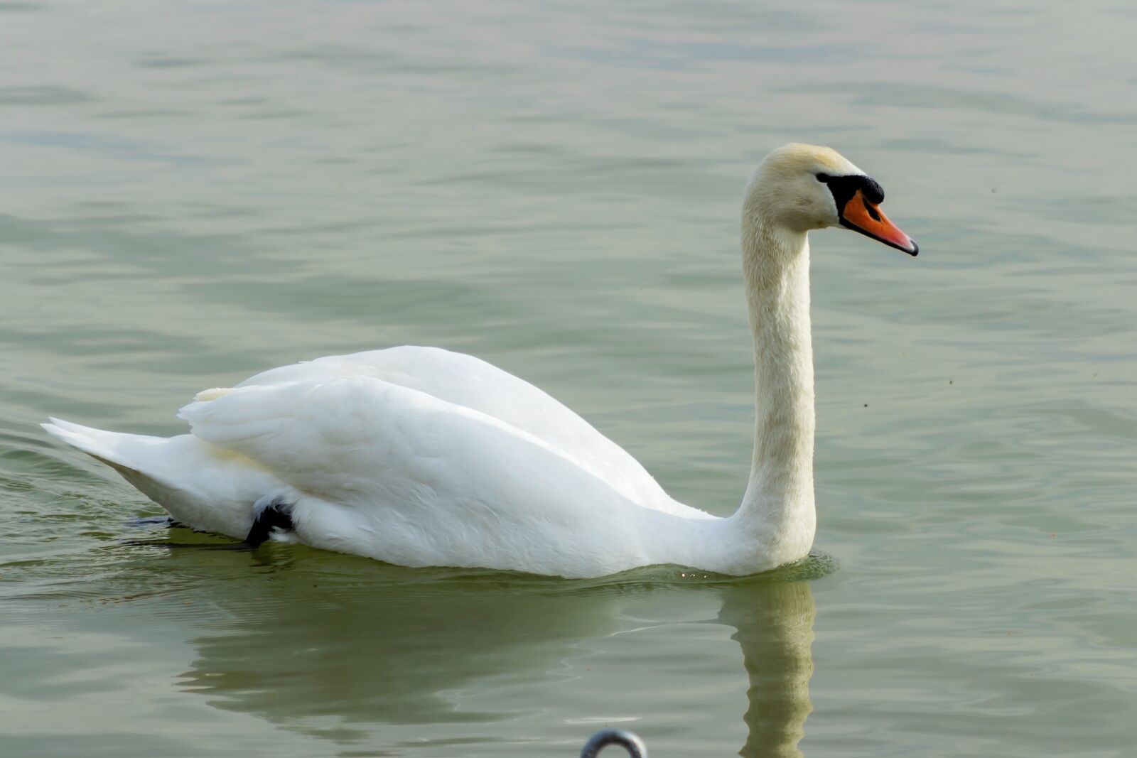 Canon EF75-300mm f/4-5.6 sample photo. Mute swan, swan, white photography