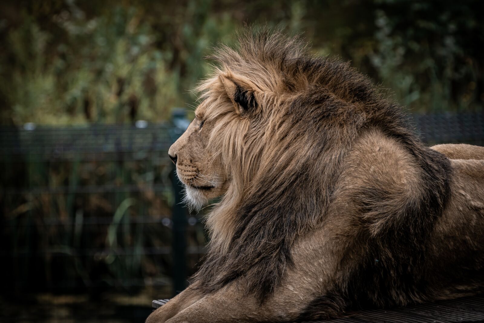 Canon EOS 80D sample photo. Lion, zoo, predator photography