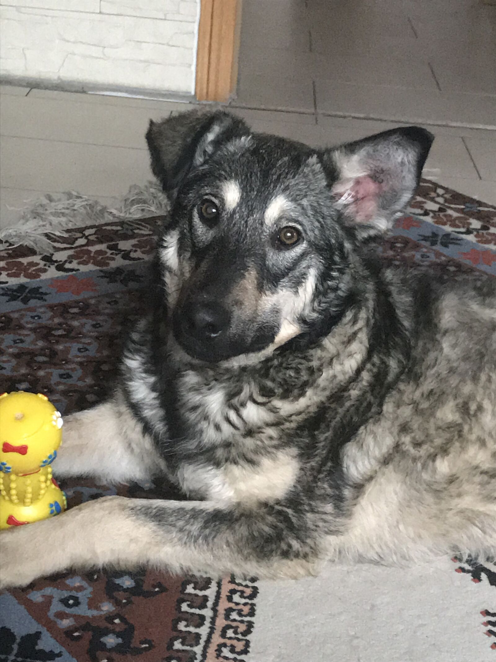iPhone 7 back camera 3.99mm f/1.8 sample photo. Hund, dog, foto photography